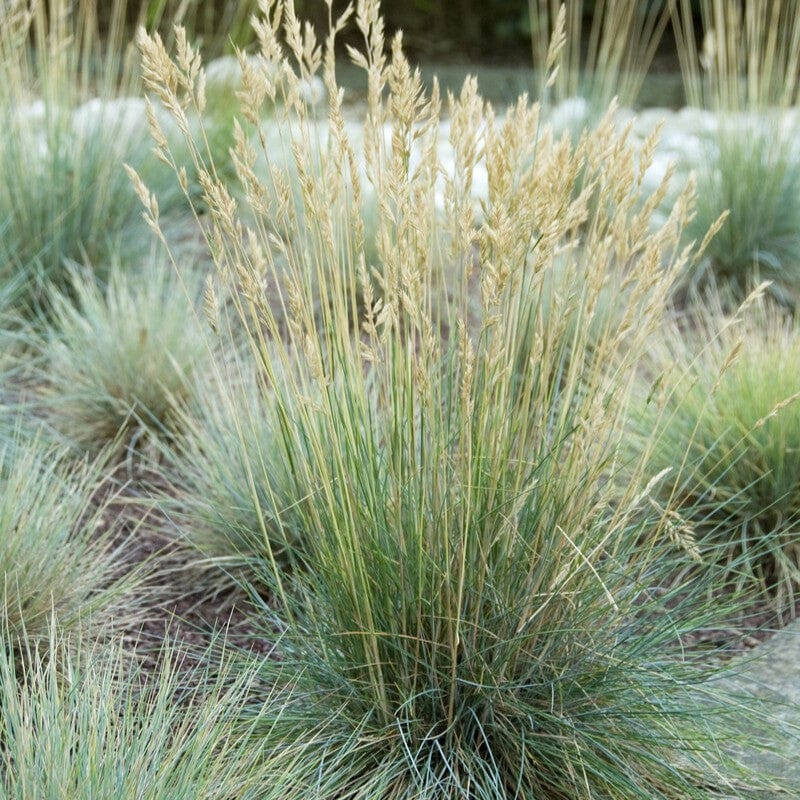 Blue Fescue | Festuca glauca 'Elijah Blue' - Image 3