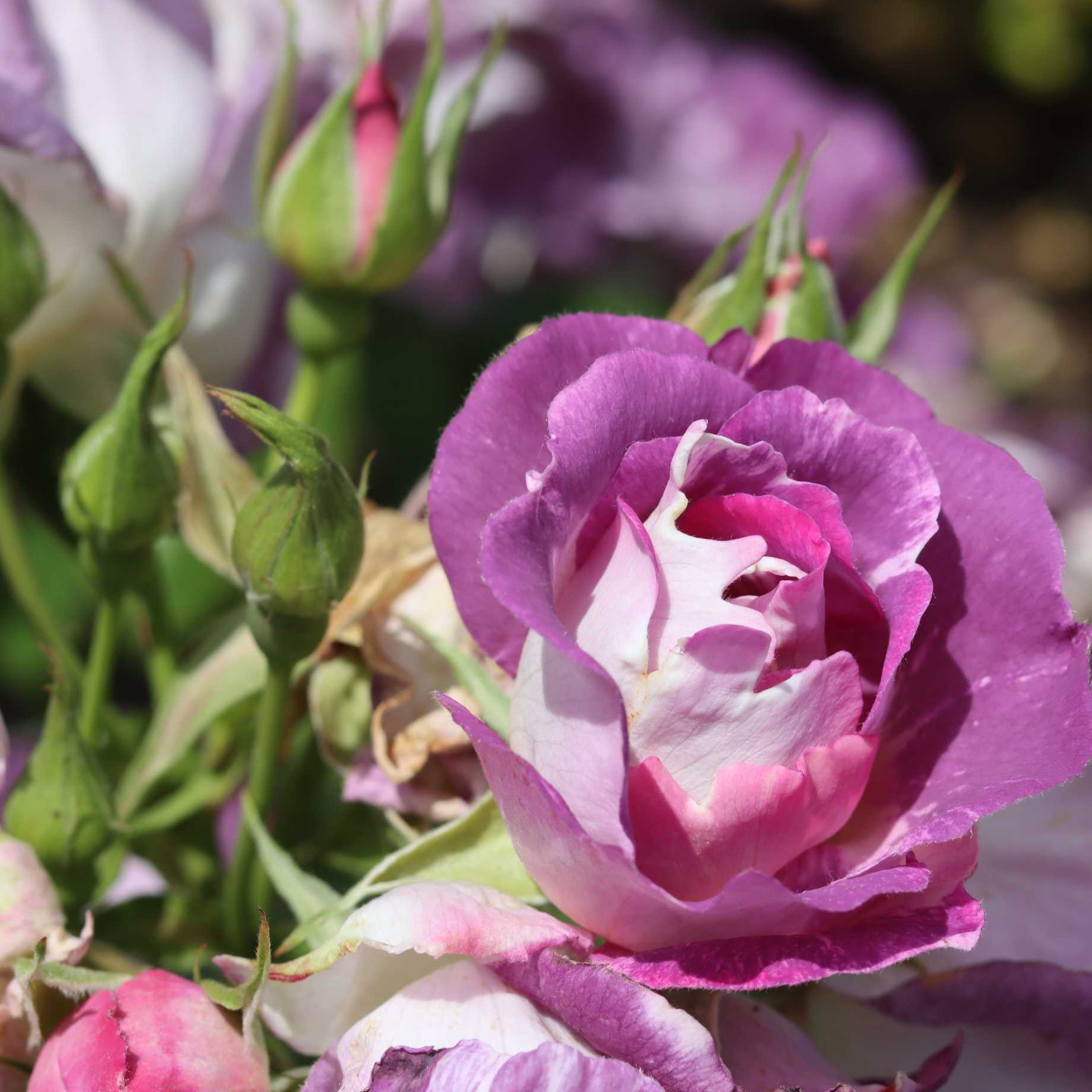 'Blue For You' Floribunda Rose - Image 3