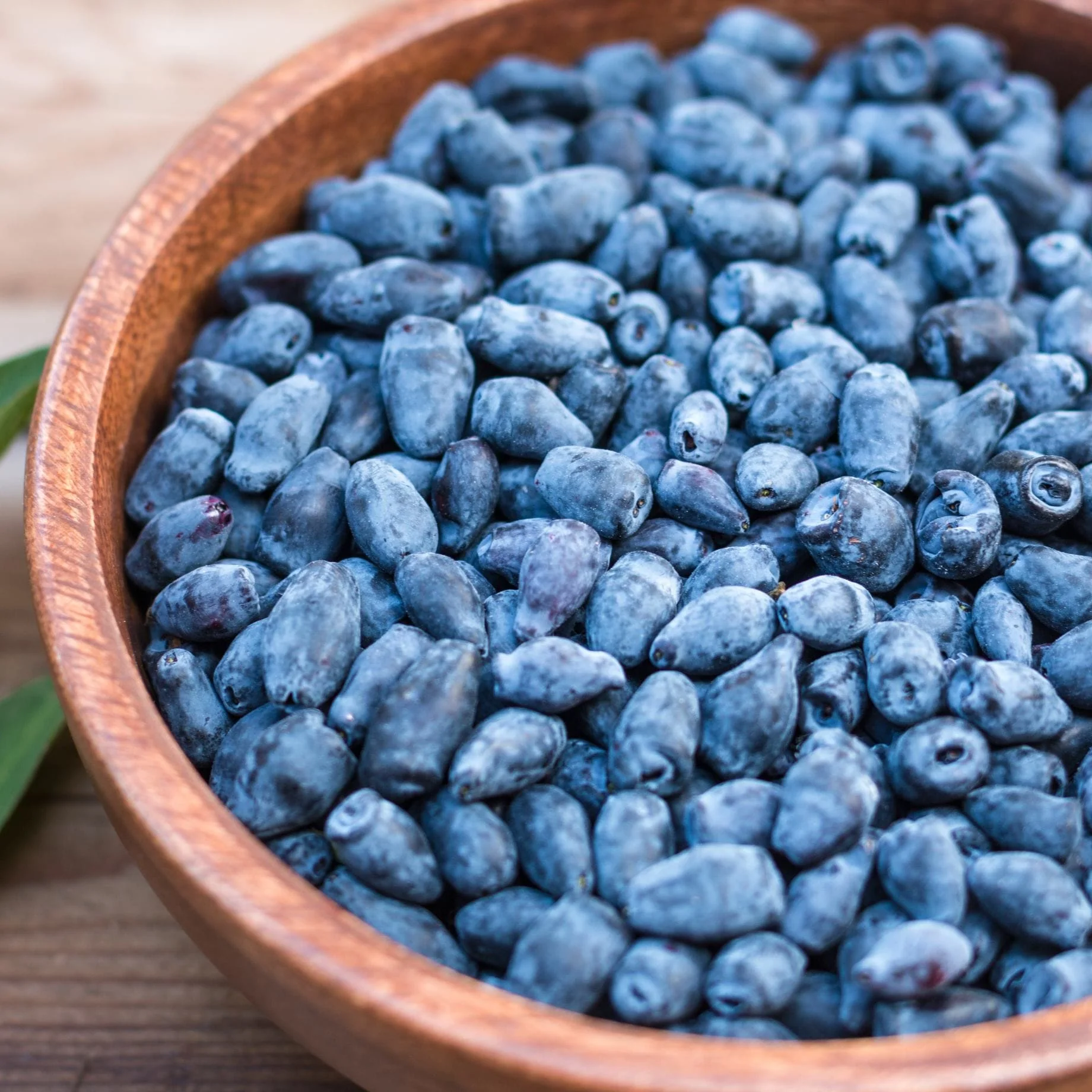'Blue Velvet' Honeyberry Bush - Image 2