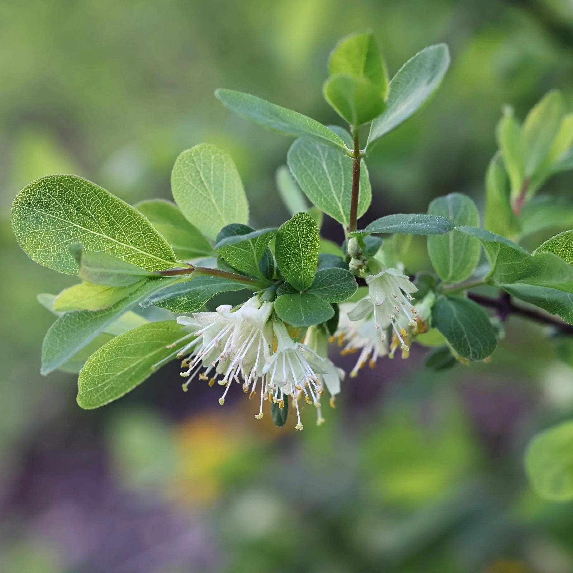 'Blue Velvet' Honeyberry Bush - Image 3