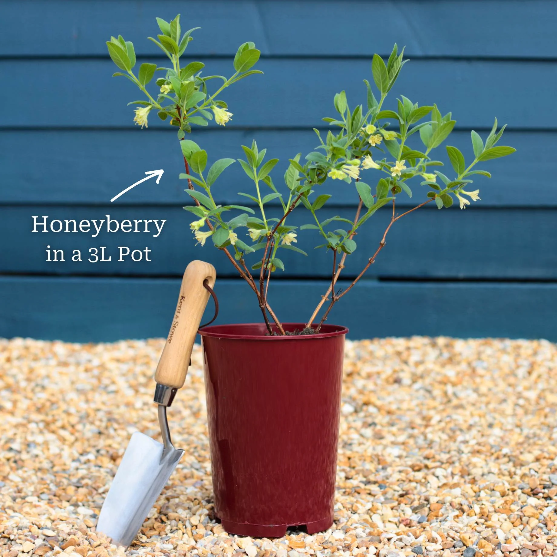 'Kamtschatica' Honeyberry Bush - Image 4