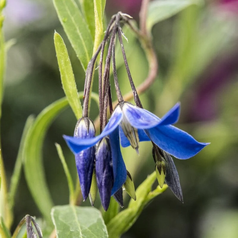 Bluebell Creeper | Sollya heterophylla 'Ultra Blue'