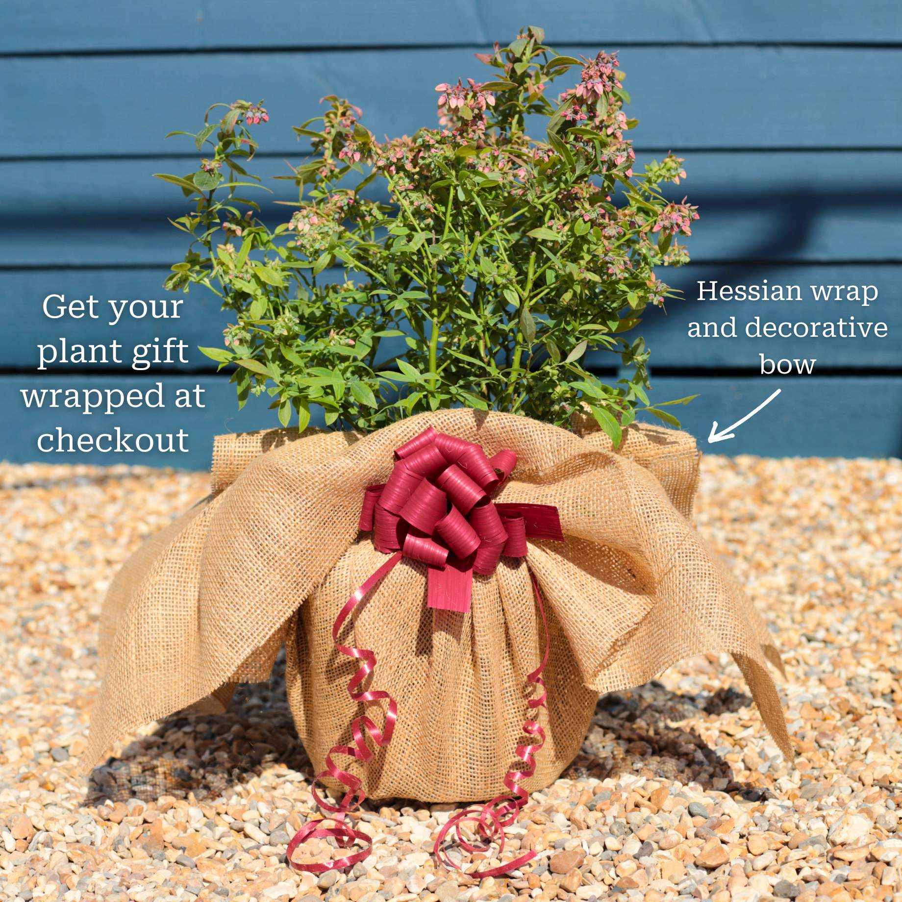 'Sunshine Blue' Evergreen Blueberry Bush - Image 5