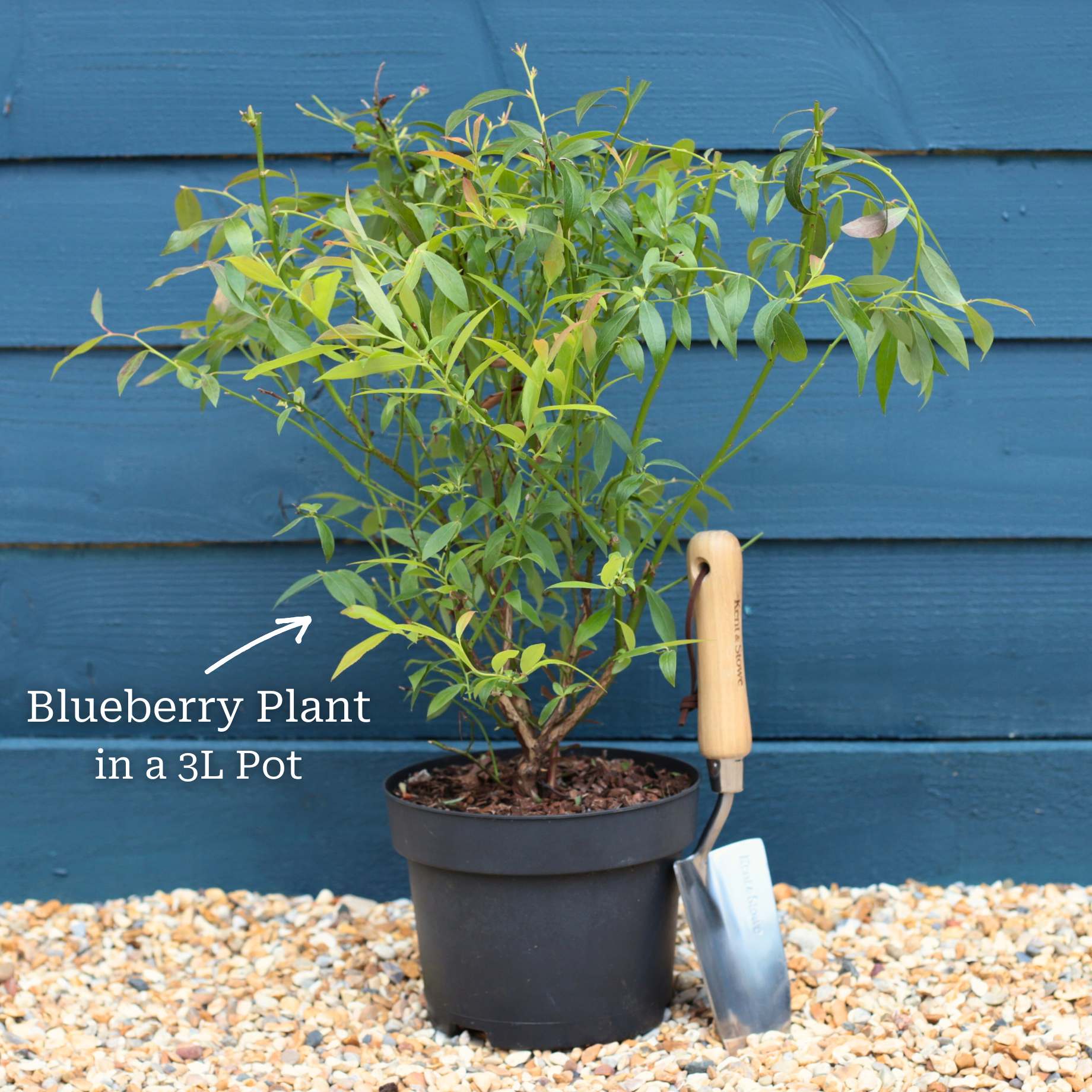 'Sunshine Blue' Evergreen Blueberry Bush - Image 9