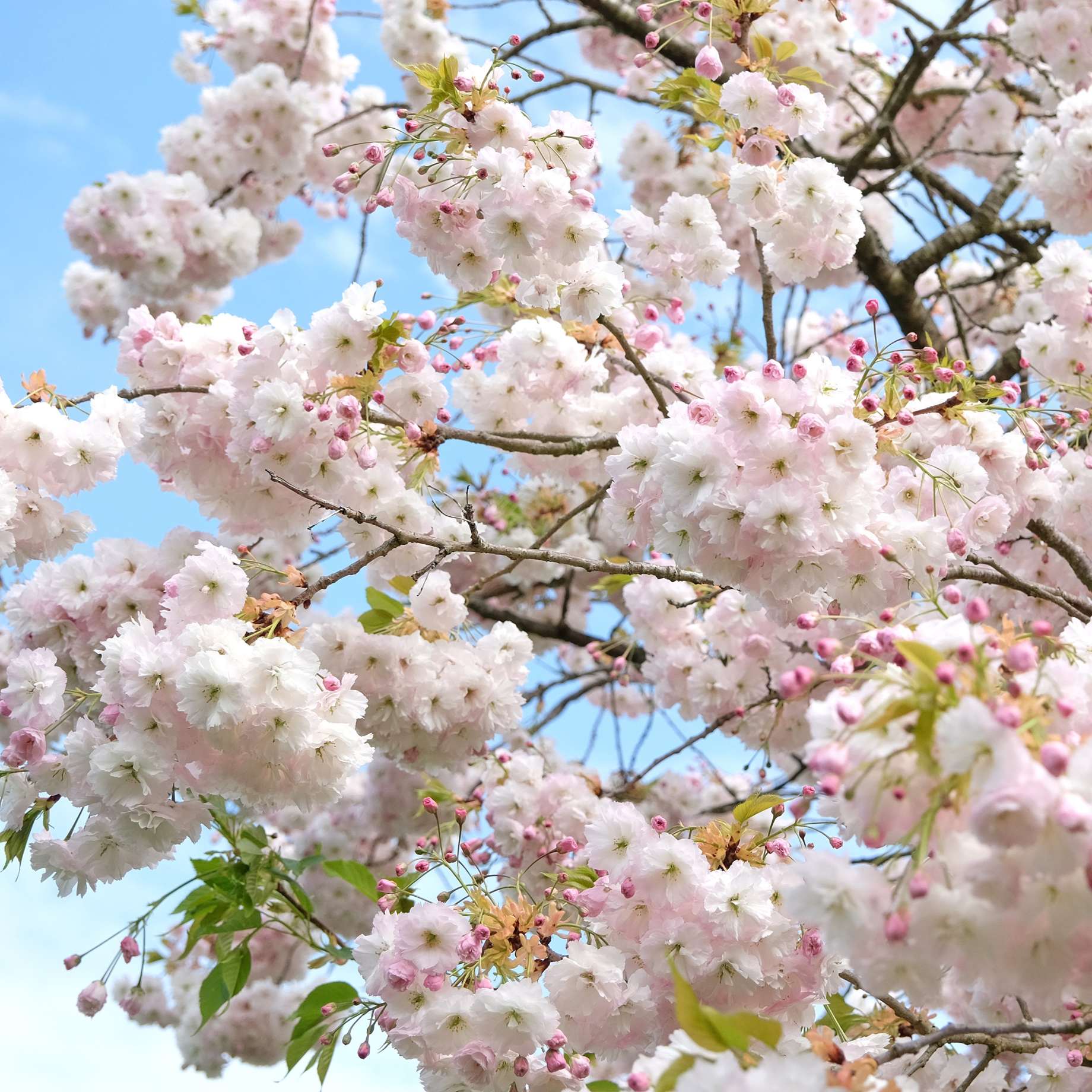 'Blushing Bride' Cherry Blossom Tree | Prunus 'Shogetsu' - Image 3