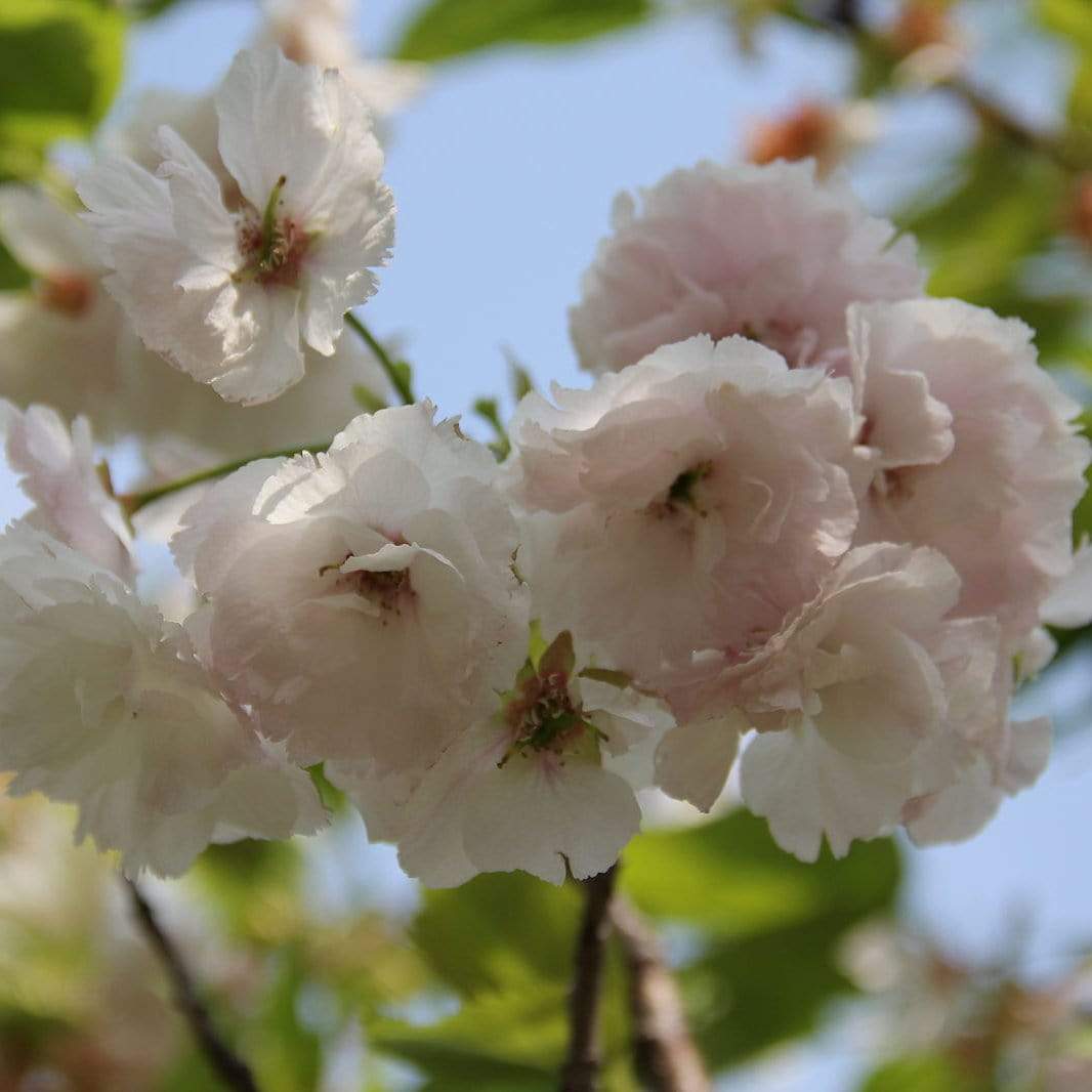 'Blushing Bride' Cherry Blossom Tree | Prunus 'Shogetsu' - Image 6
