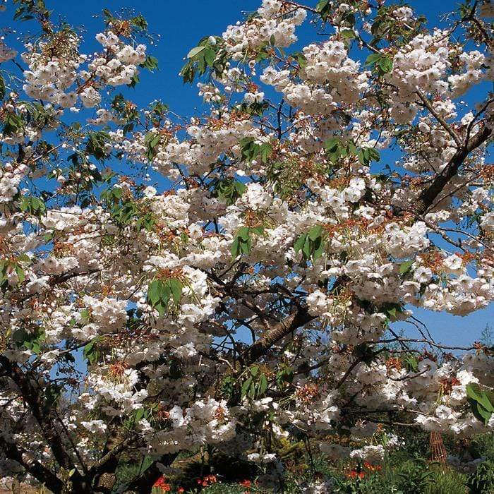 'Blushing Bride' Cherry Blossom Tree | Prunus 'Shogetsu' - Image 7