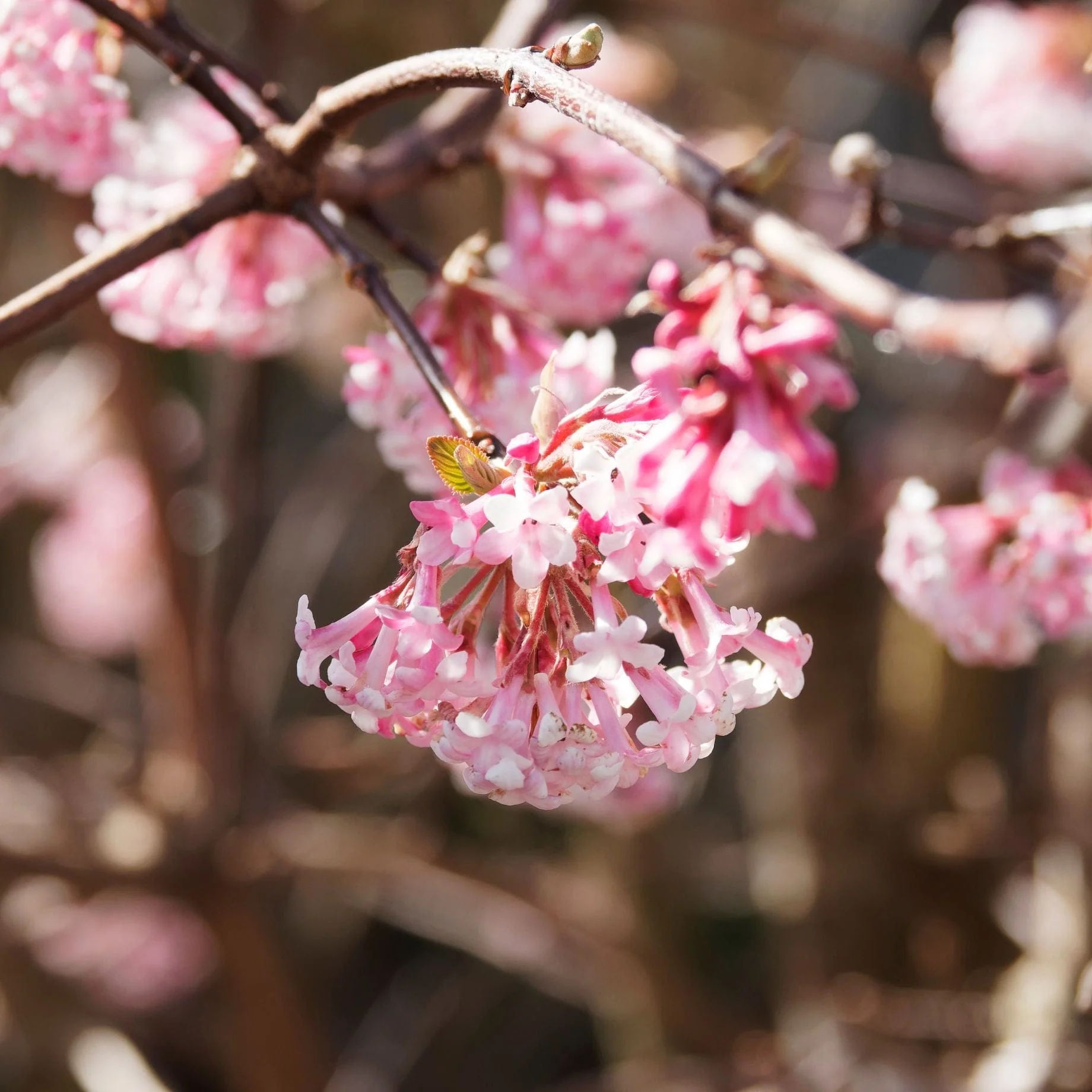Arrowwood | Viburnum x bodnantense 'Dawn'