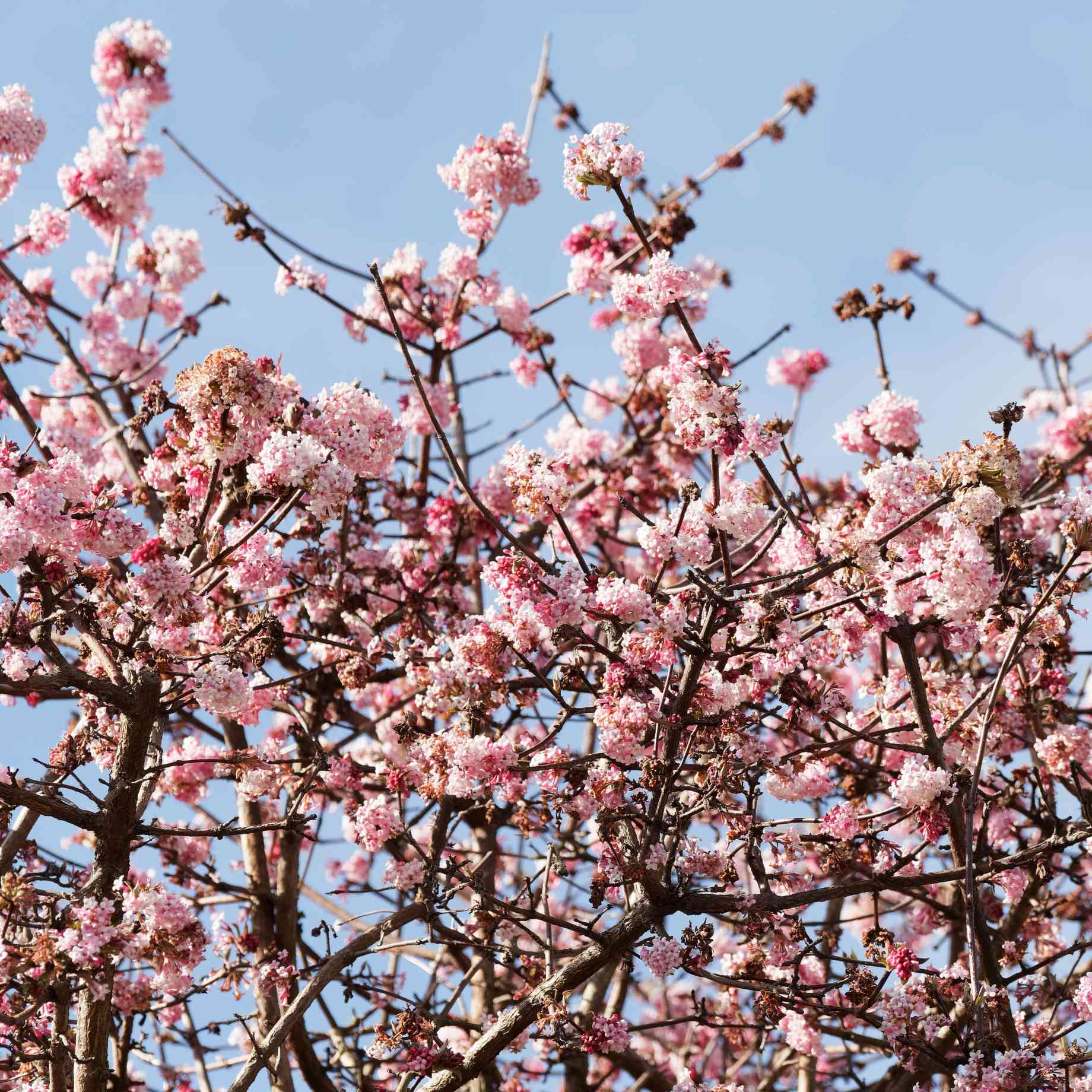 Arrowwood | Viburnum x bodnantense 'Dawn' - Image 2