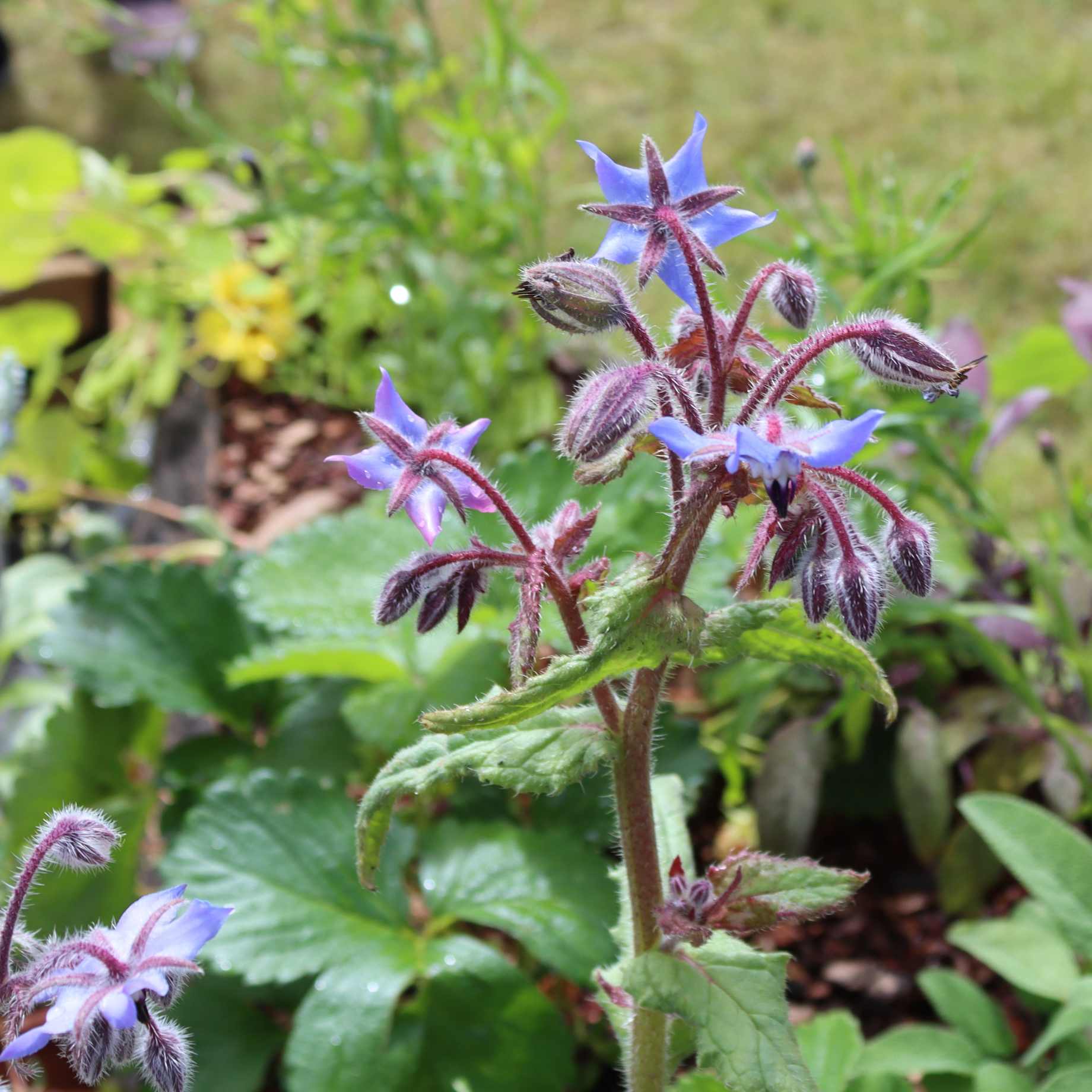 Borage Plant - Image 2