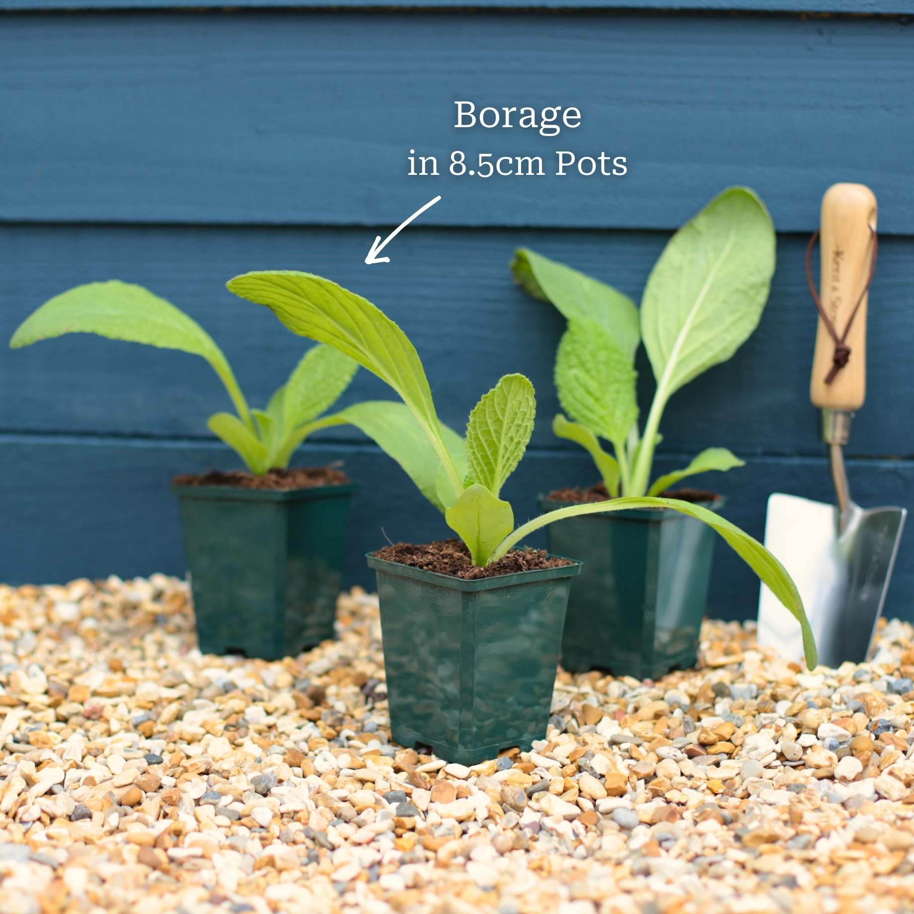Borage Plant - Image 6