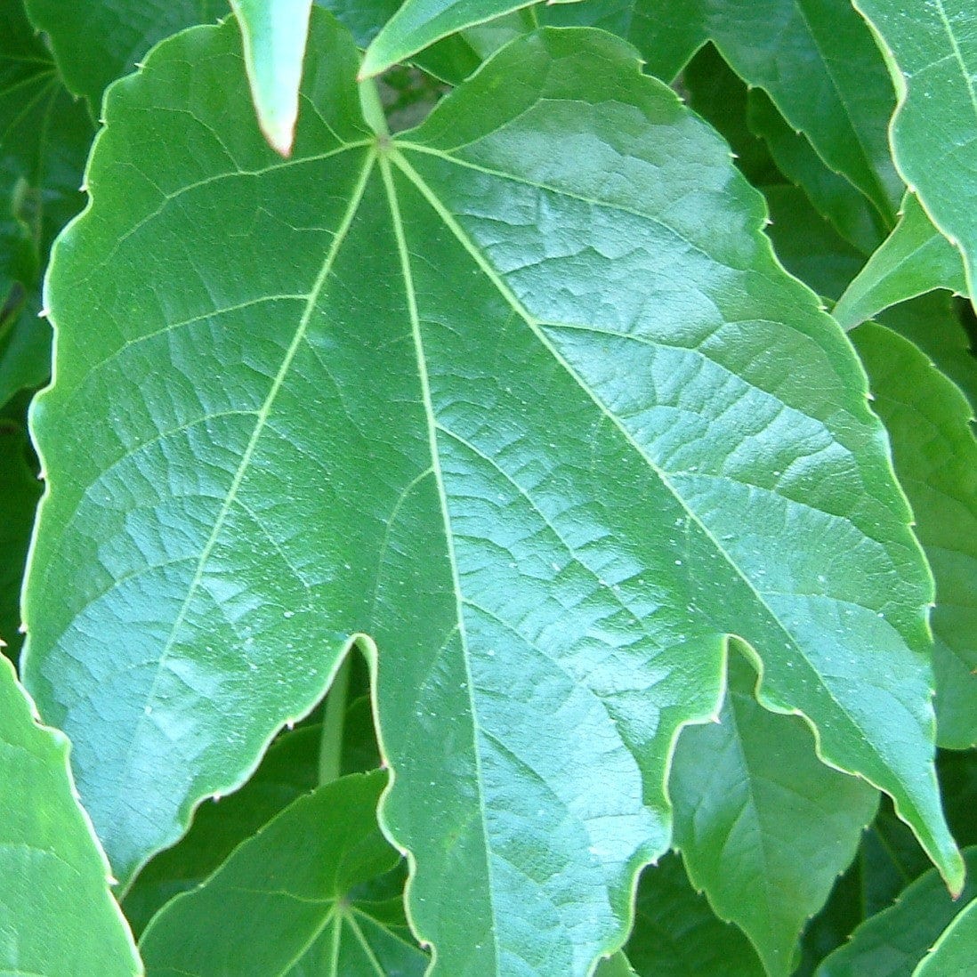 Boston Ivy | Parthenocissus tricuspidata 'Green Spring' - Image 2