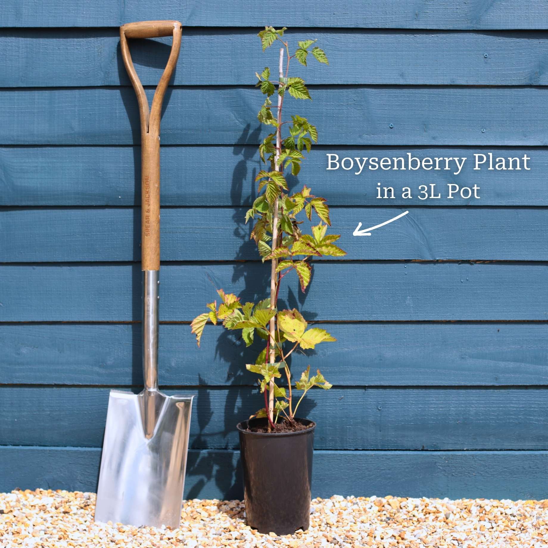 Boysenberry Bush | Rubus ursinus × idaeus - Image 3