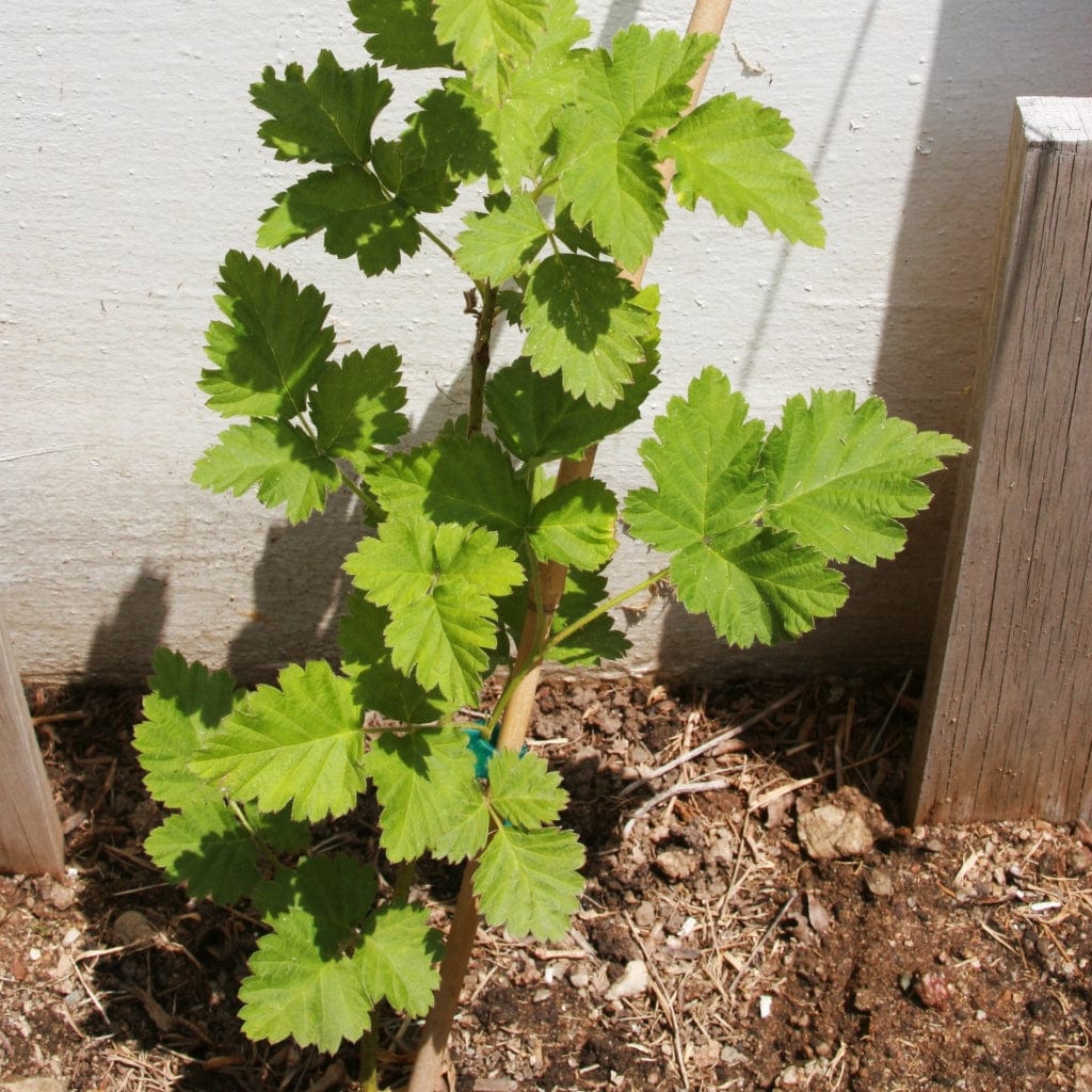 Boysenberry Bush | Rubus ursinus × idaeus - Image 4