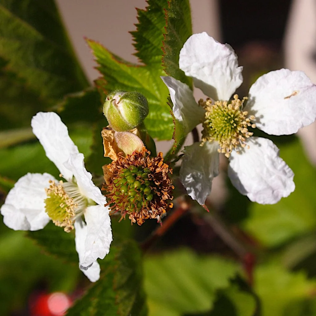 Boysenberry Bush | Rubus ursinus × idaeus - Image 5