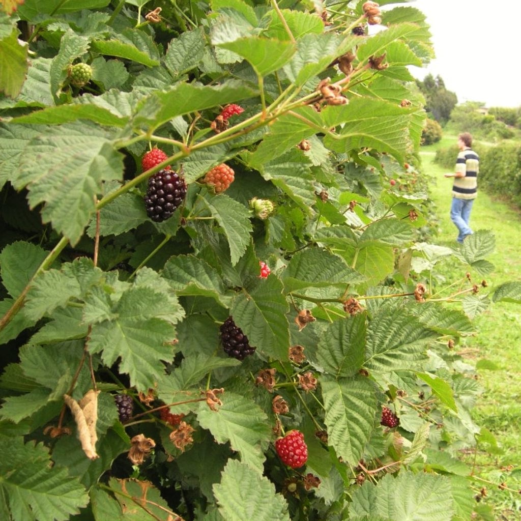 Boysenberry Bush | Rubus ursinus × idaeus - Image 6