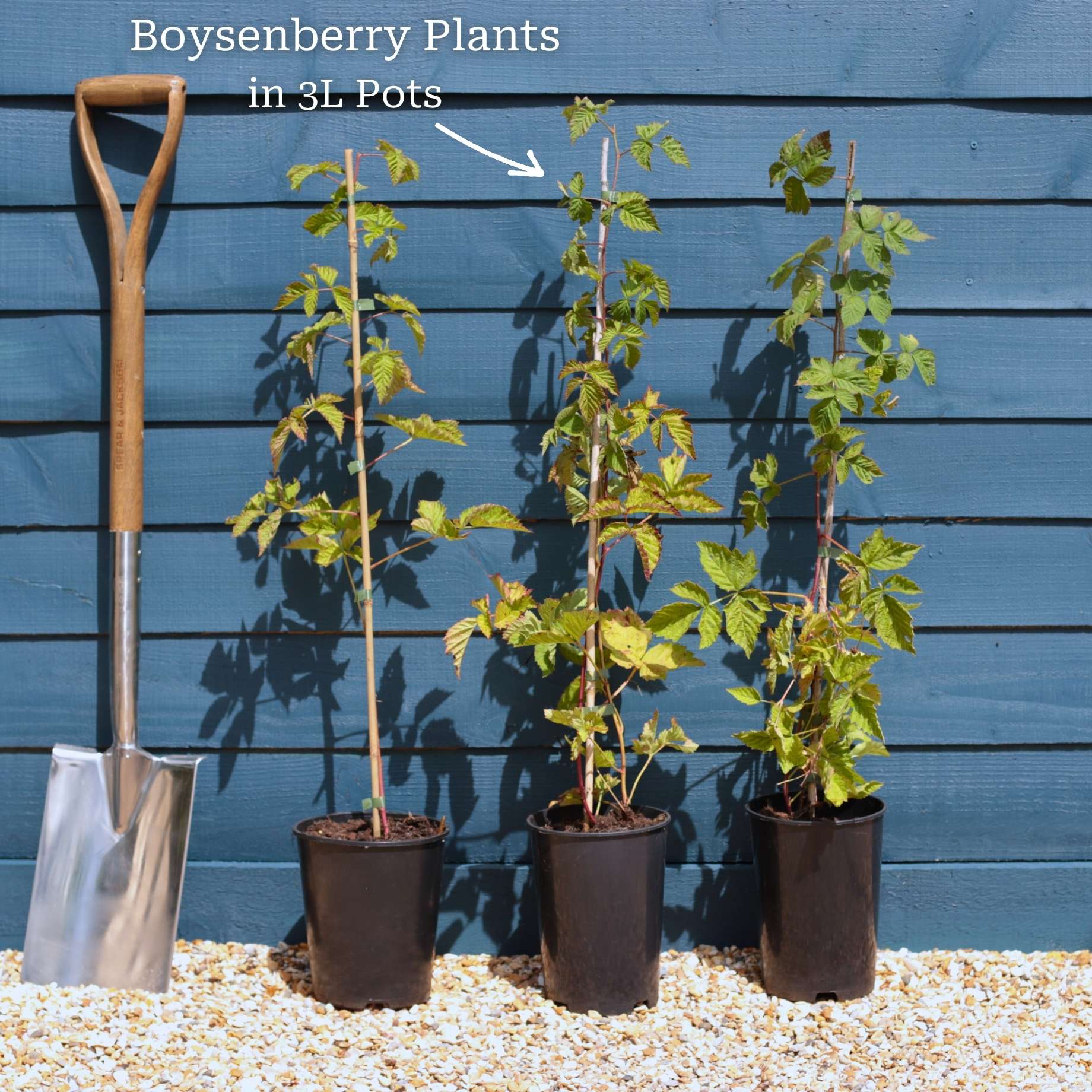 Boysenberry Bush | Rubus ursinus × idaeus - Image 7