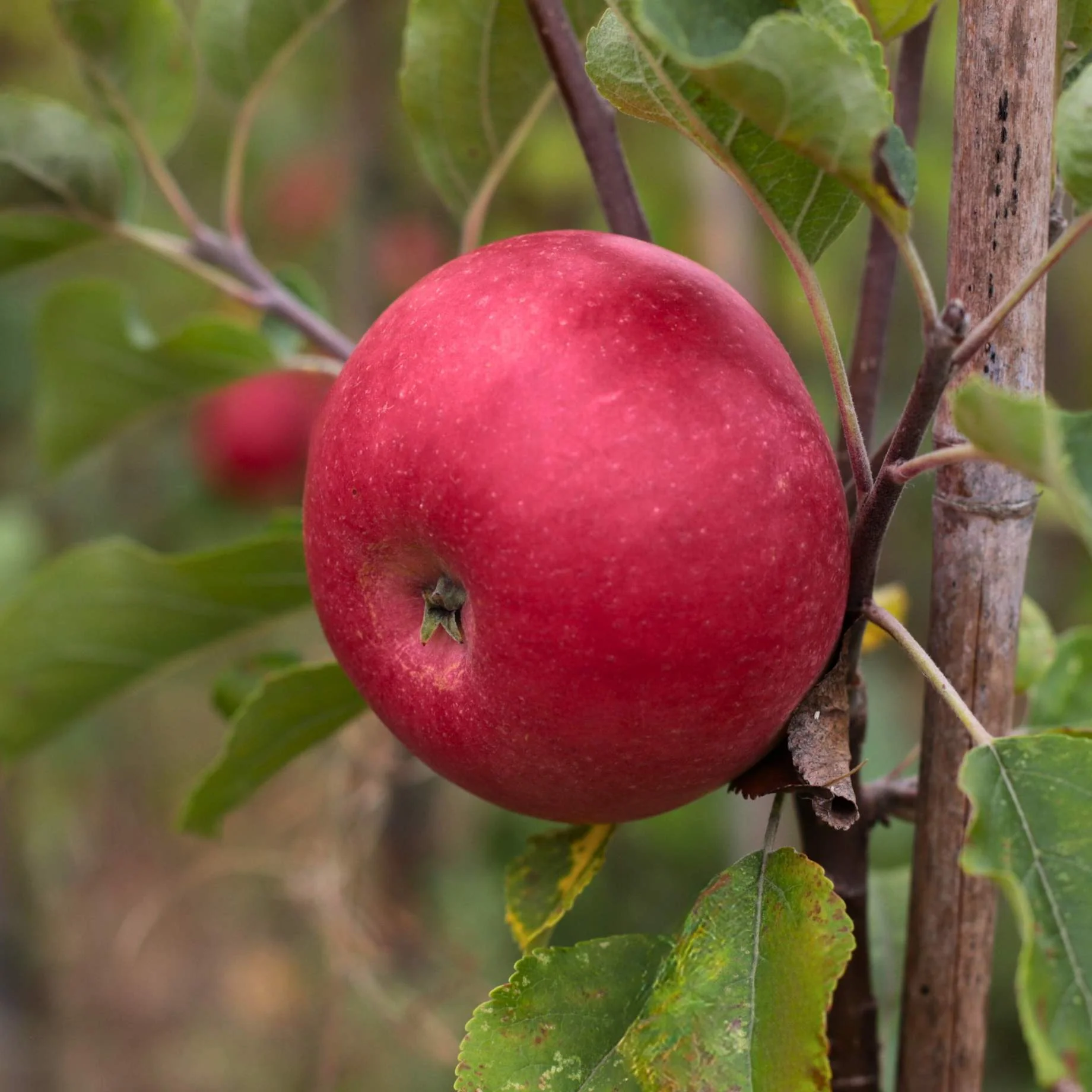 'Braeburn Hillwell' Apple Tree - Image 10