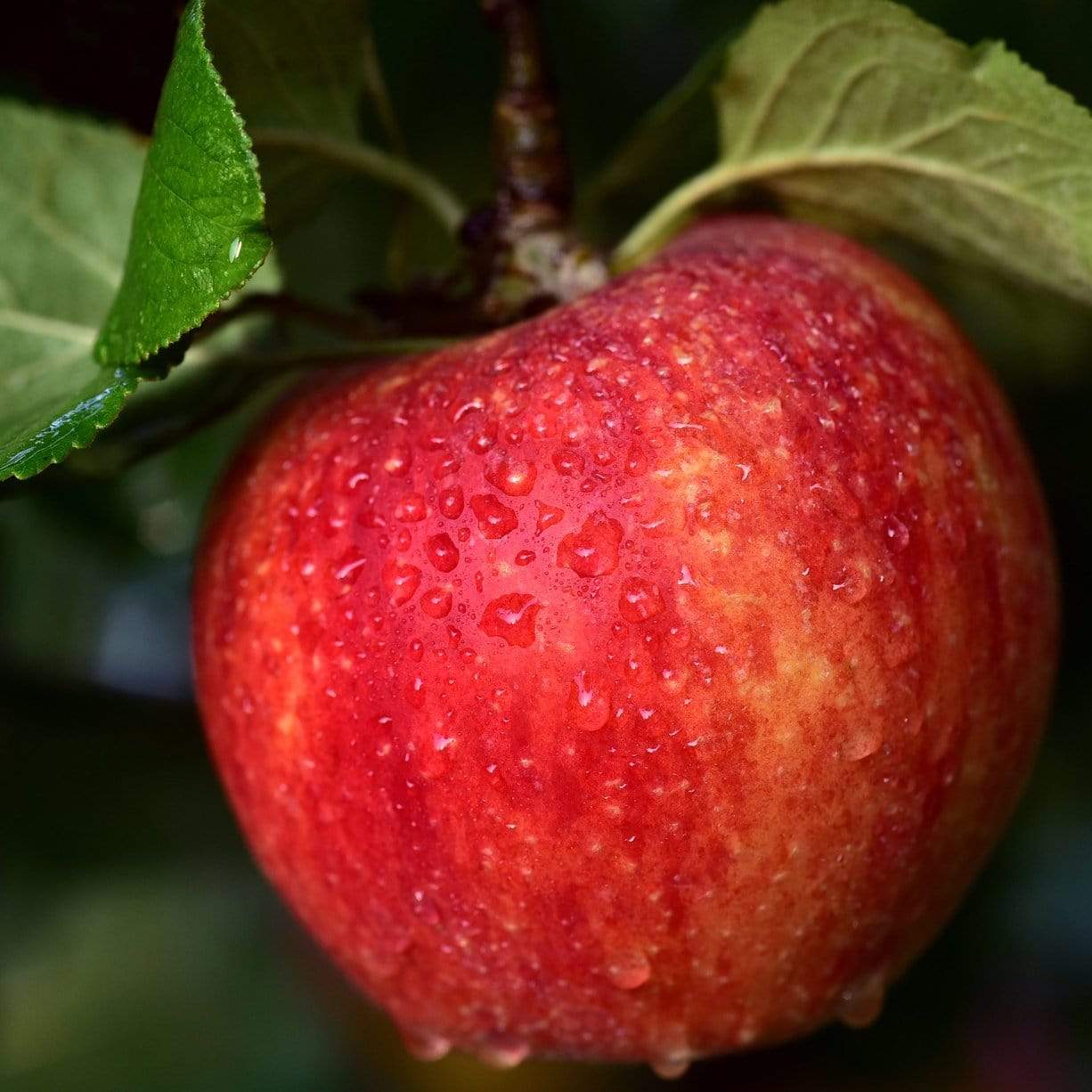 'Braeburn Hillwell' Apple Tree - Image 4
