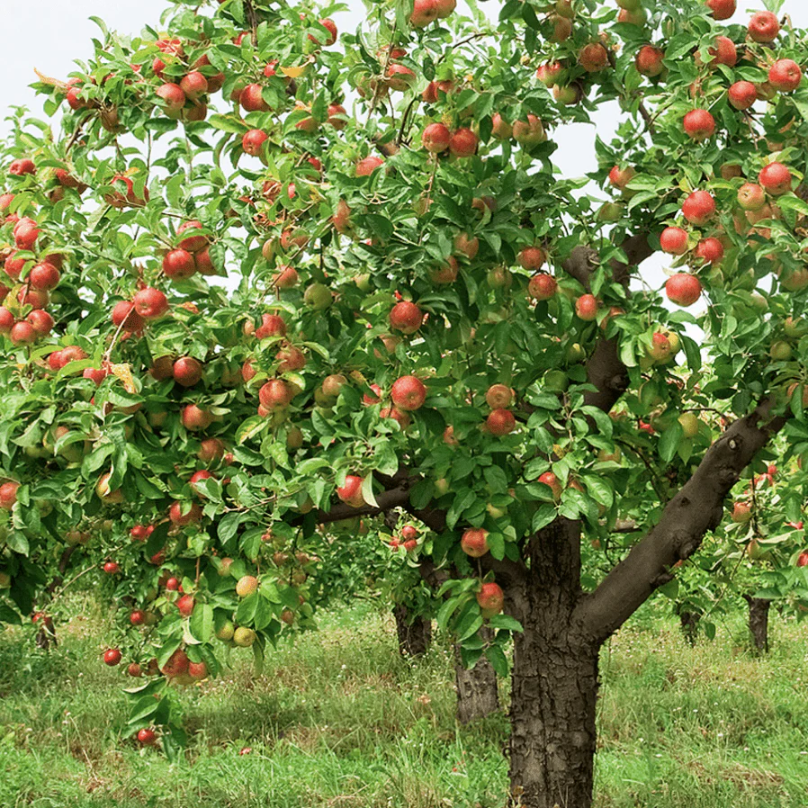 'Braeburn Hillwell' Apple Tree - Image 5