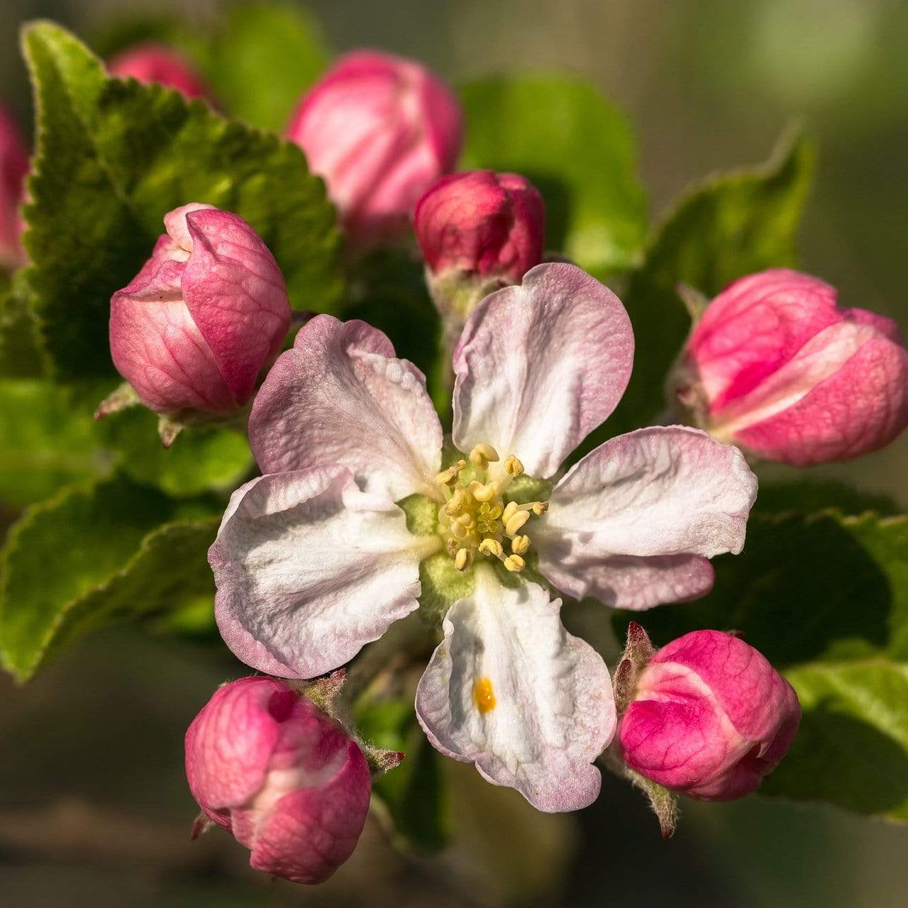 'Braeburn Hillwell' Apple Tree - Image 6