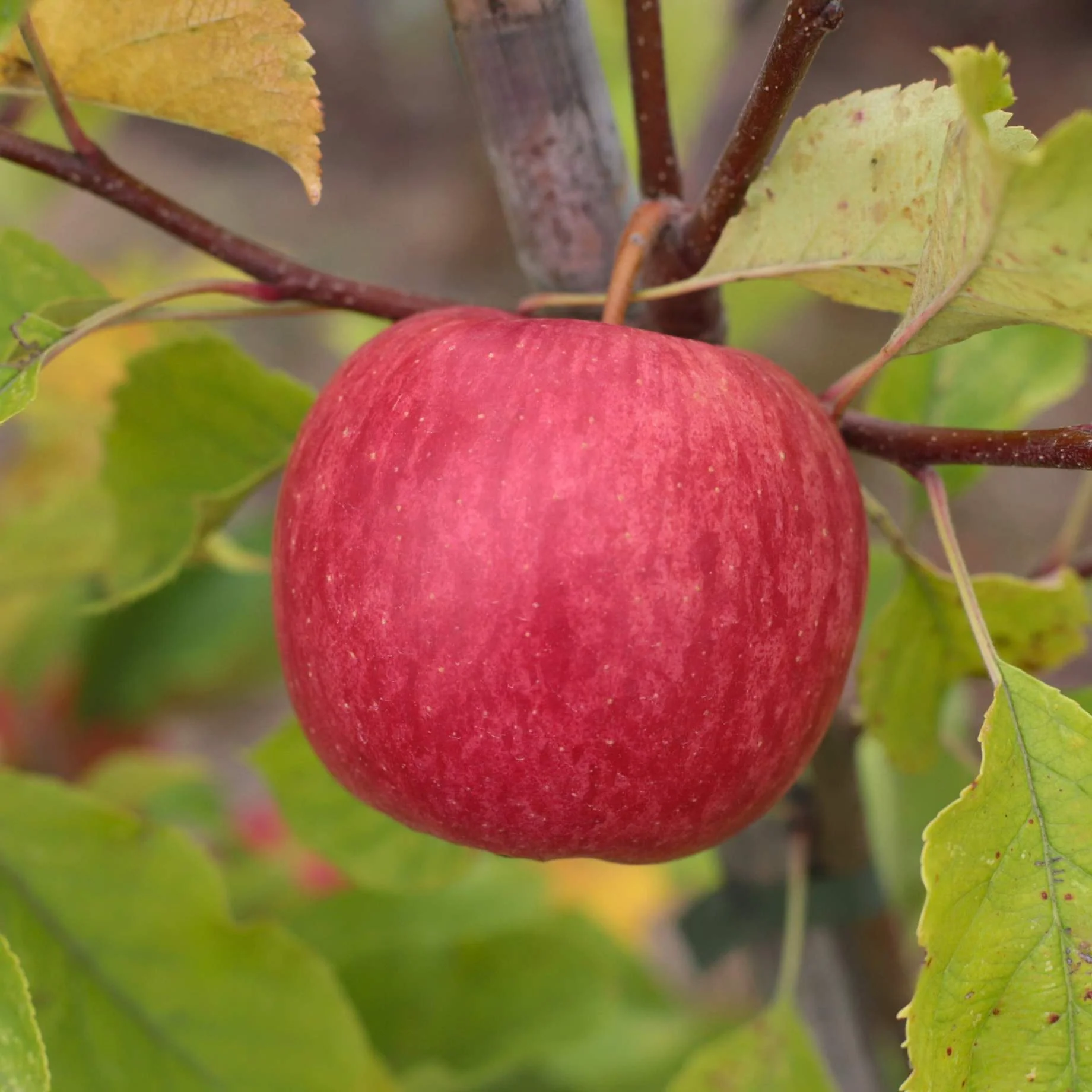 'Braeburn Hillwell' Apple Tree - Image 7