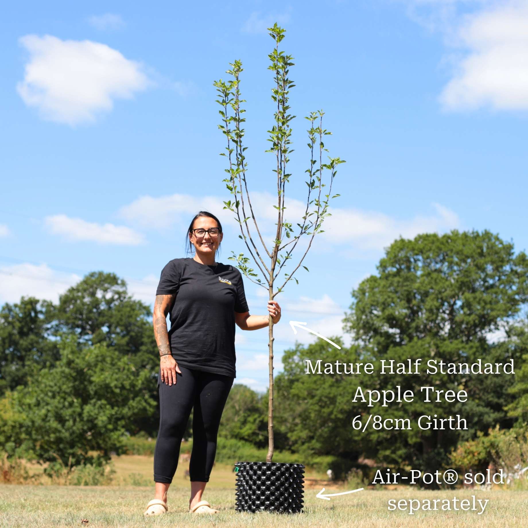 'Braeburn Hillwell' Apple Tree - Image 8