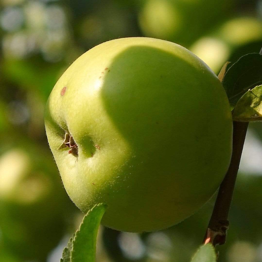 'Bramley's Seedling' Apple Tree - Image 7