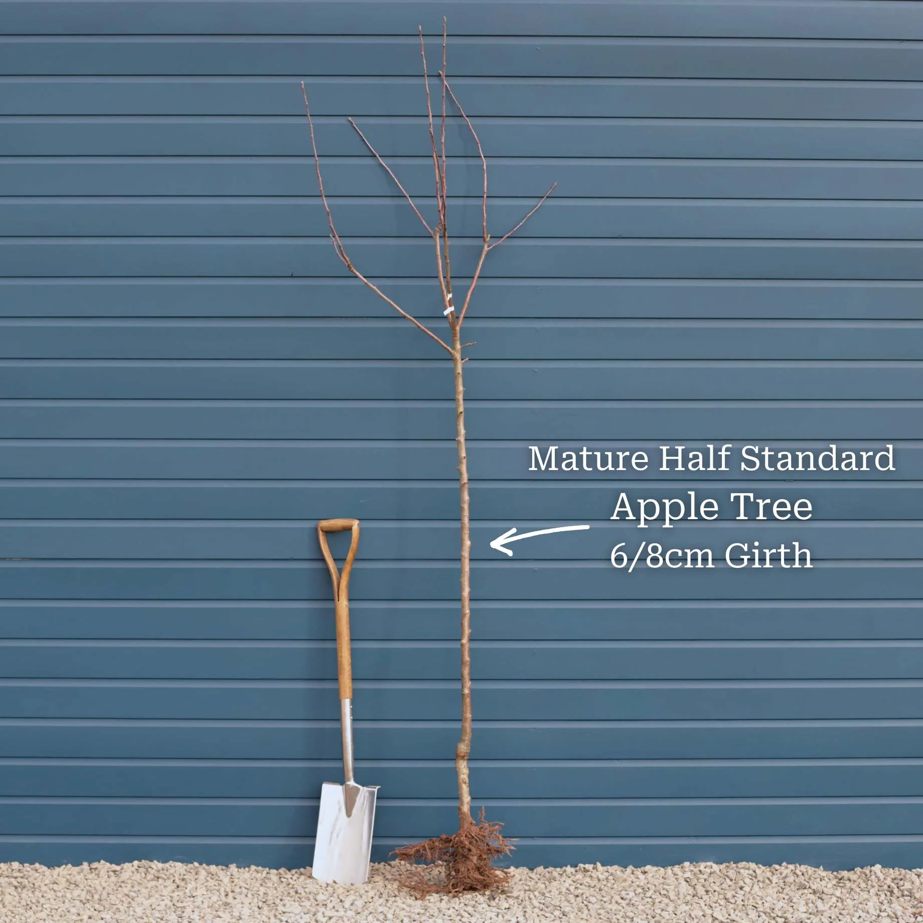 'Braeburn Hillwell' Apple Tree - Image 9