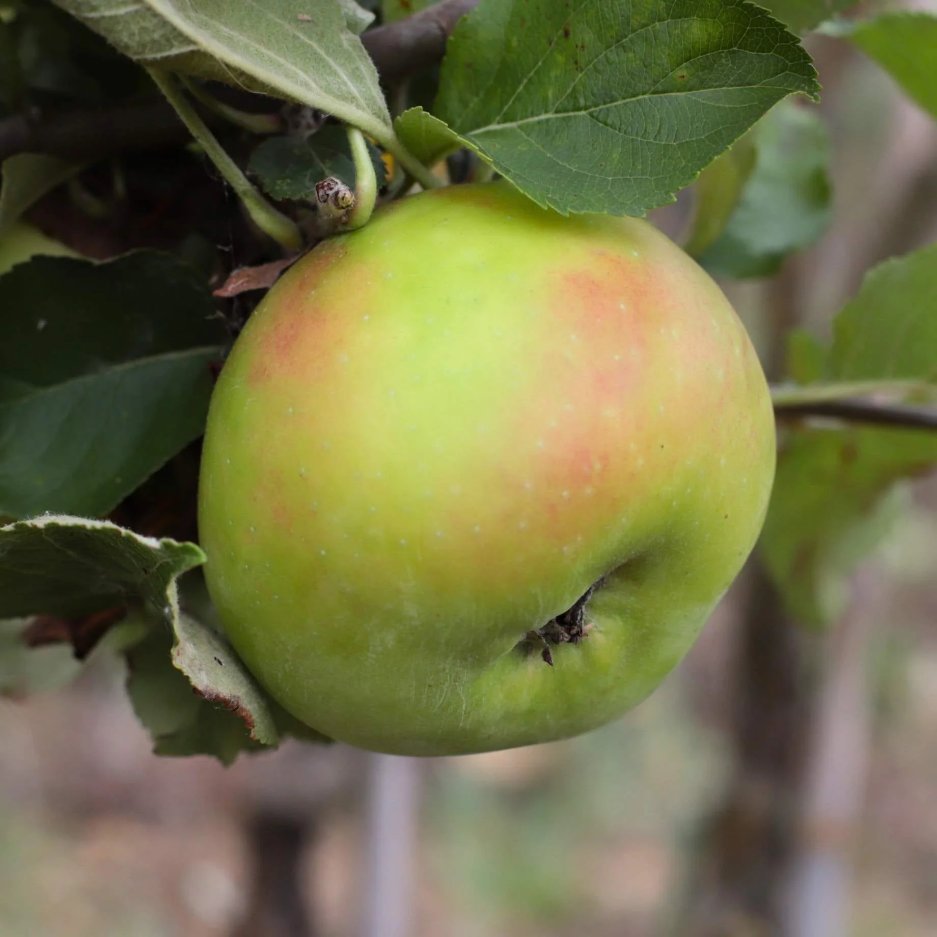 'Bramley's Seedling' Apple Tree - Image 9
