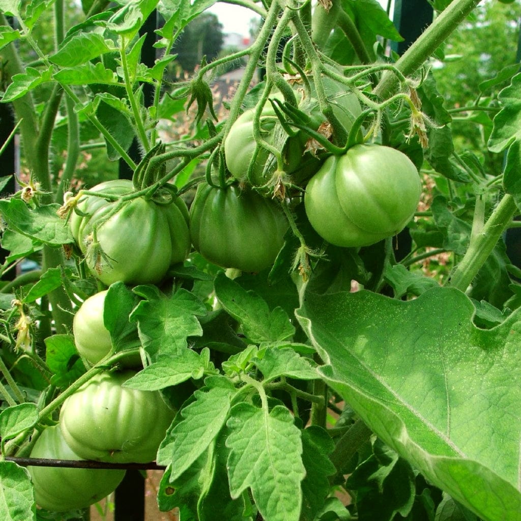 'Brandy Wine' Heritage Tomato Plant - Image 2