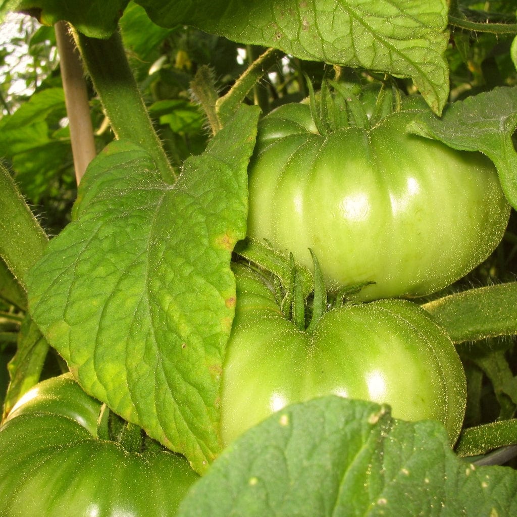 'Brandy Wine' Heritage Tomato Plant - Image 3