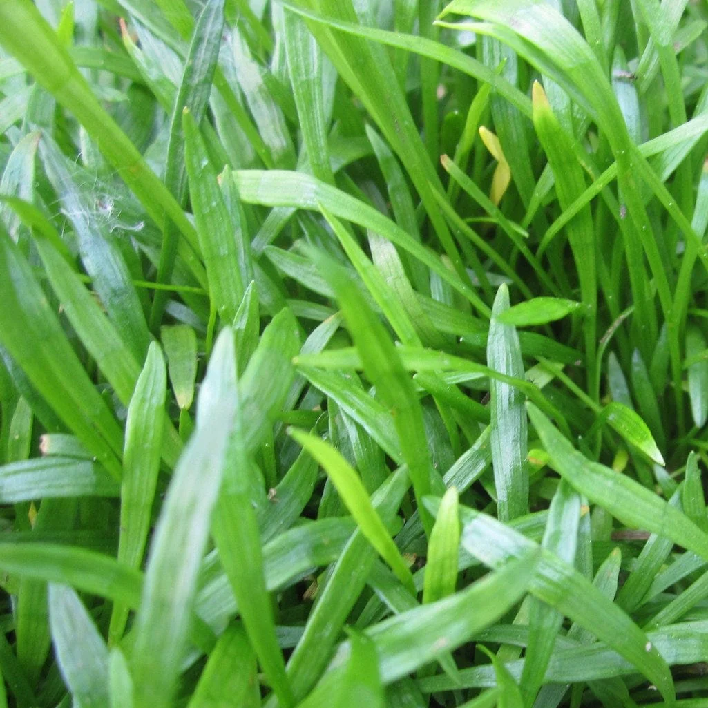 Oxygenating Brazilian Micro Sword | Lilaeopsis brasiliensis