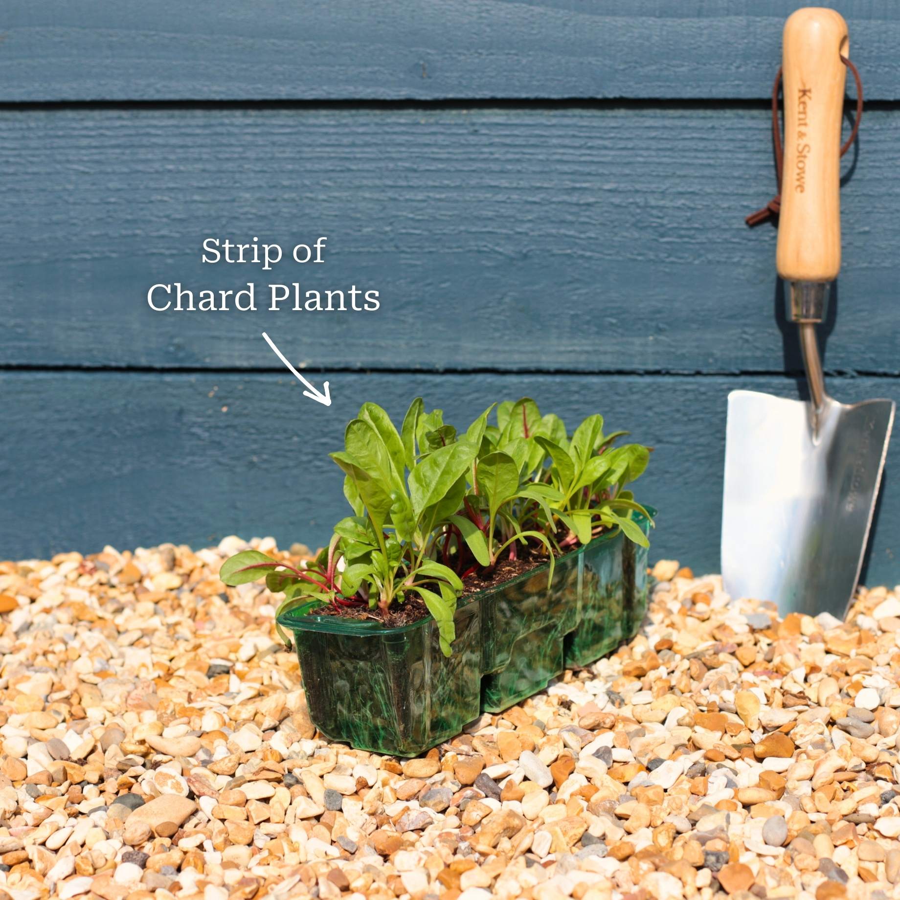 'Bright Lights' Swiss Chard Plants - Image 3