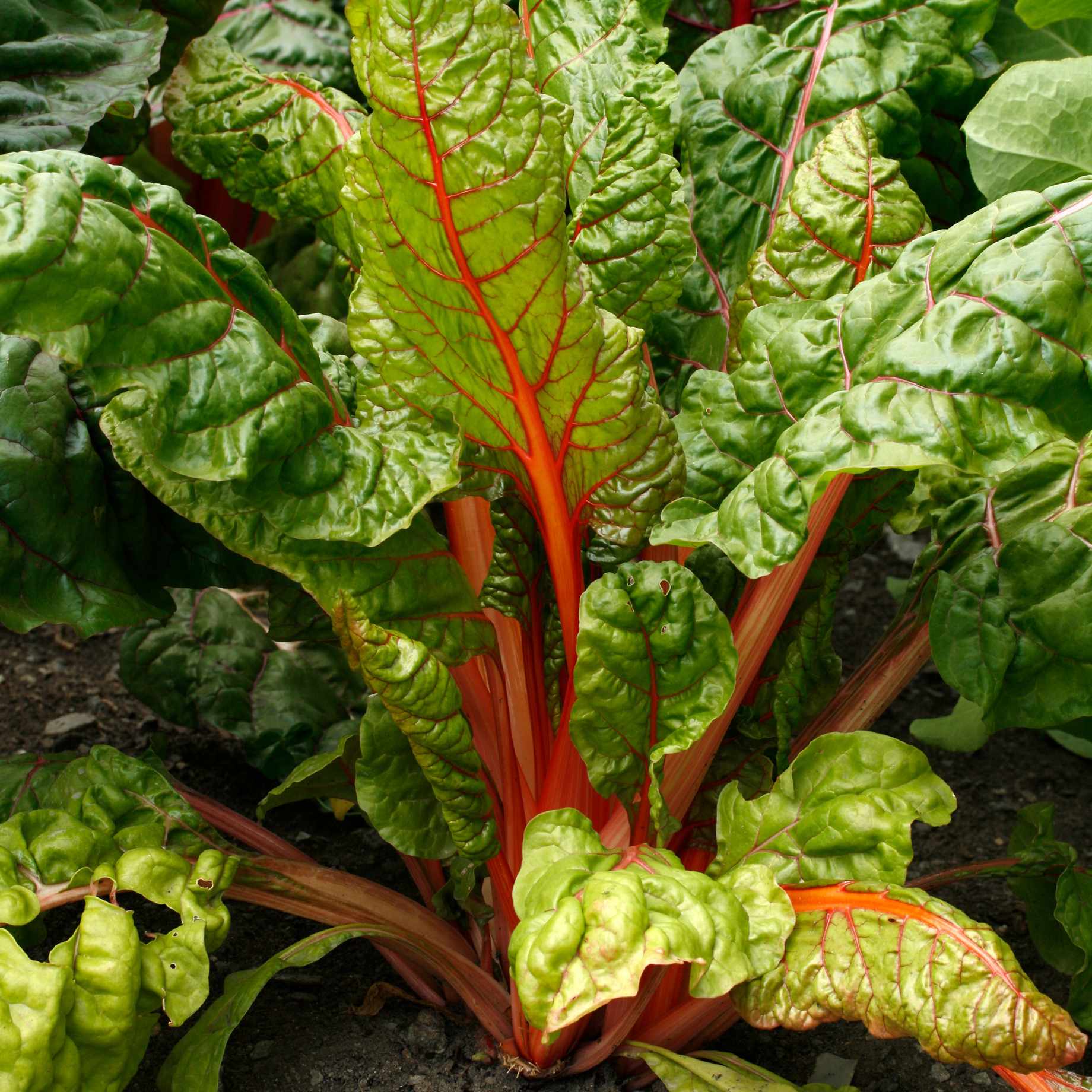 'Bright Lights' Swiss Chard Plants - Image 4