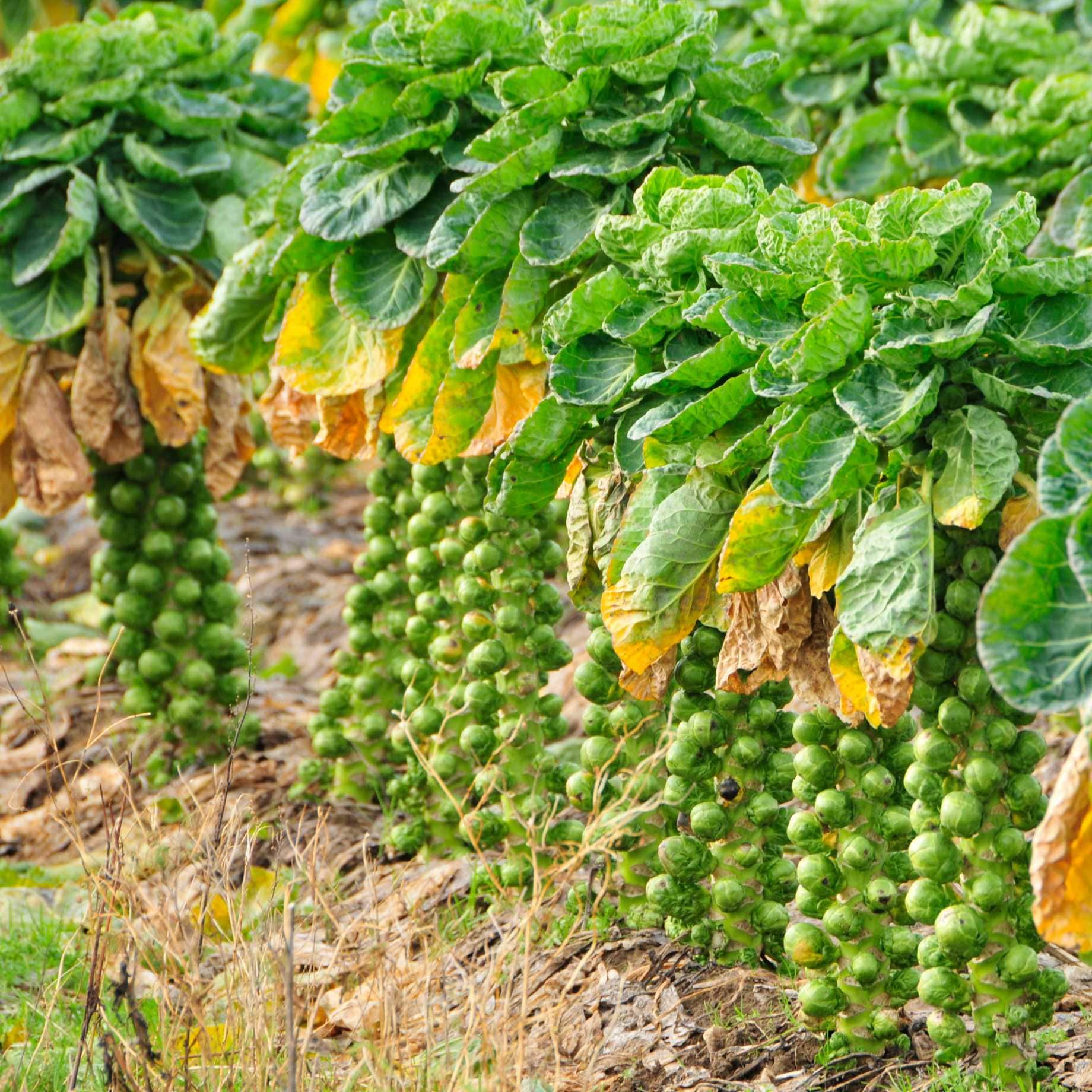 'Brilliant F1' Brussels Sprout Plants