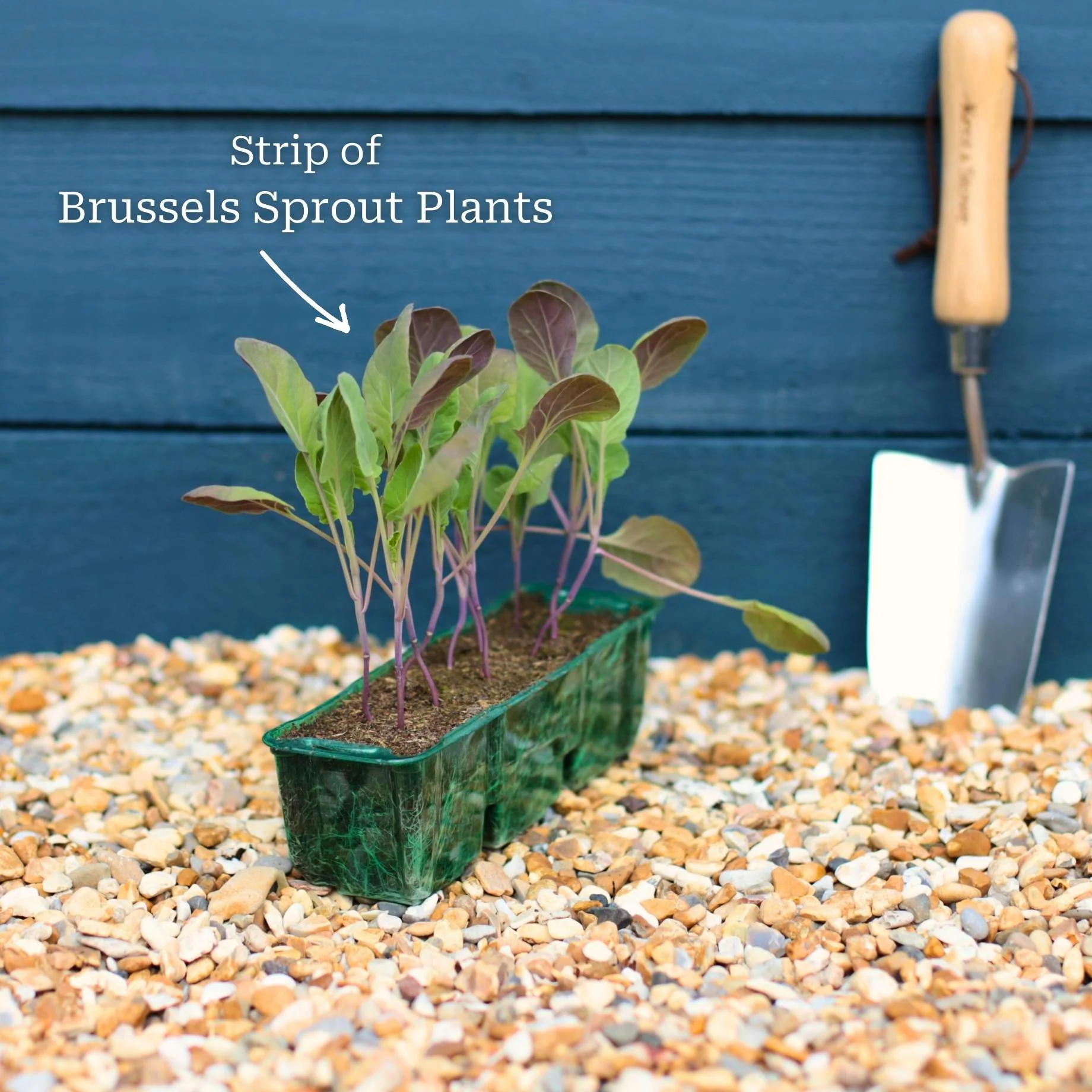 'Brilliant F1' Brussels Sprout Plants - Image 2