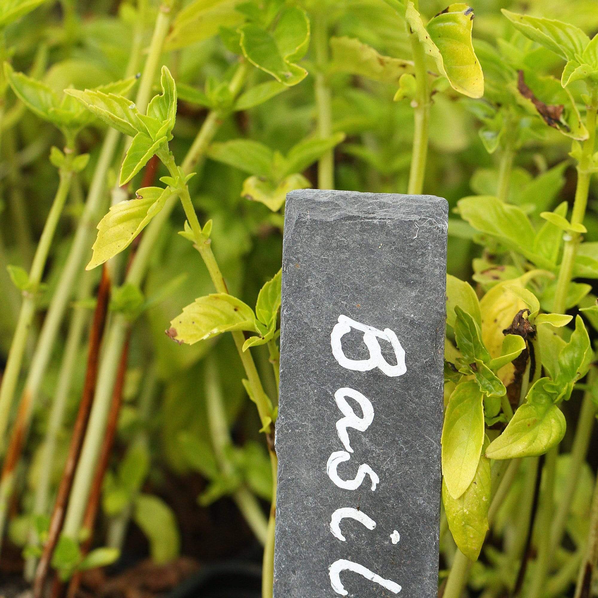 British Basil Plants - Image 3
