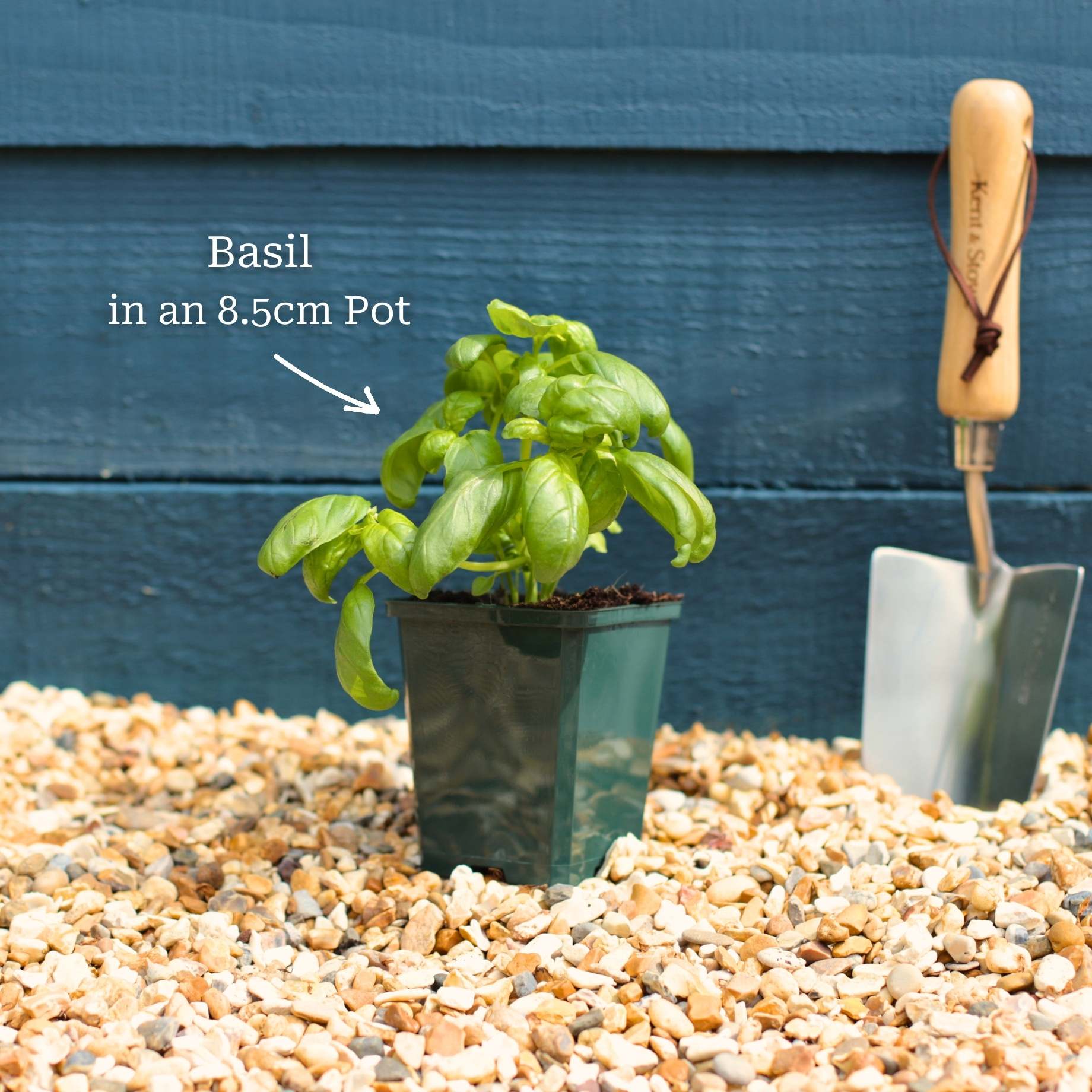 British Basil Plants - Image 4