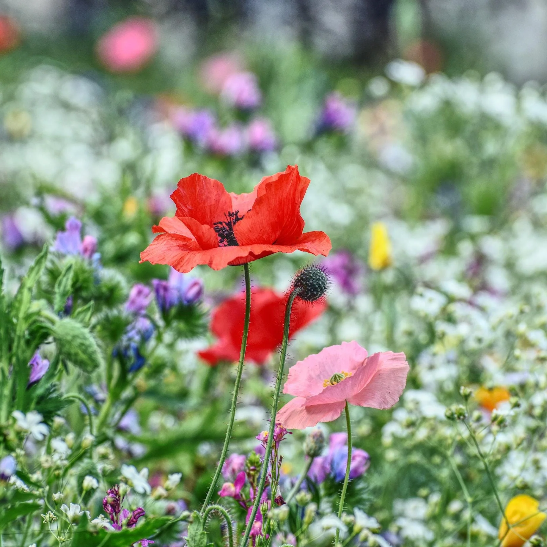 Perennial Plant Sale