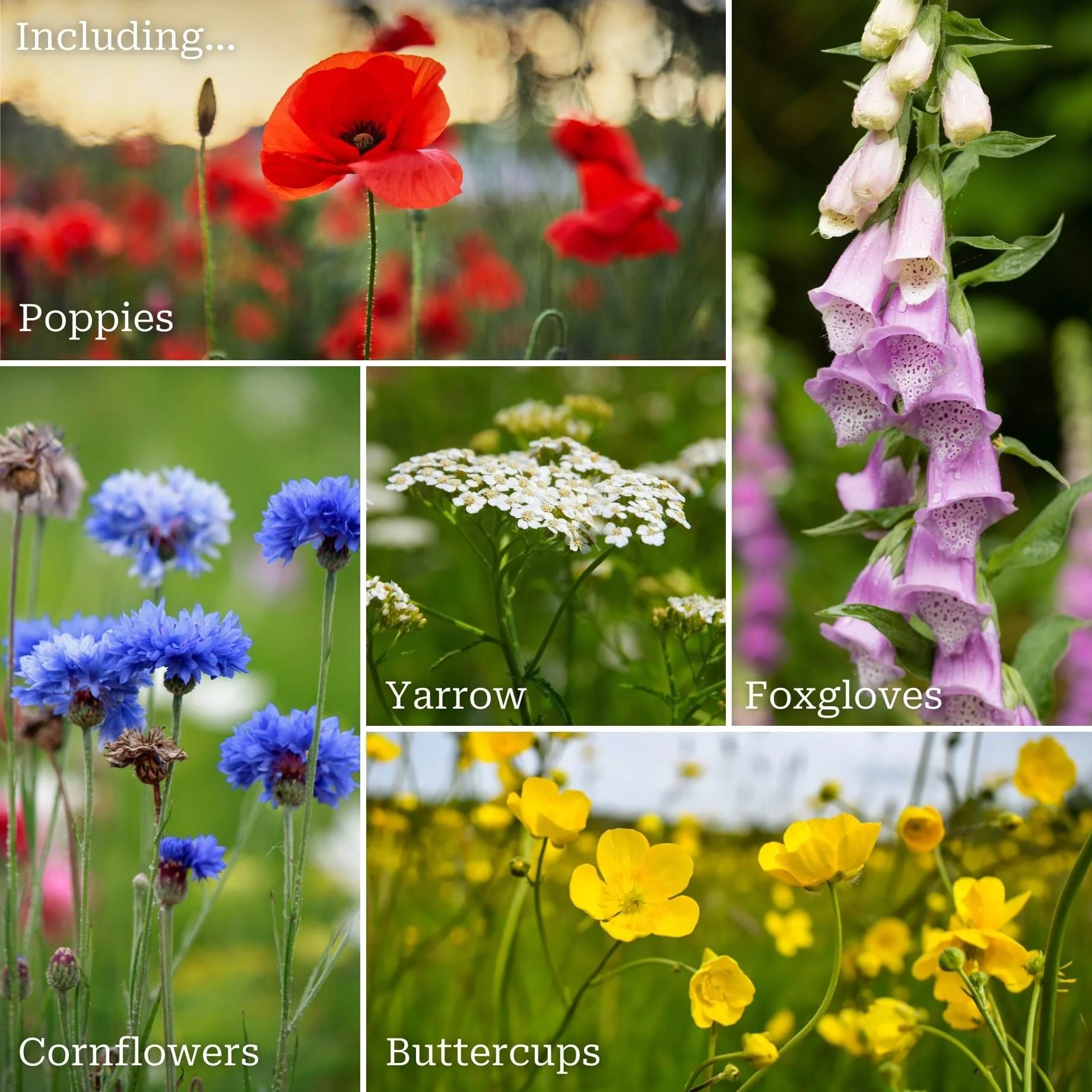 Long-Flowering Wildflower Meadow Plants | Annual & Perennial Mix - Image 2