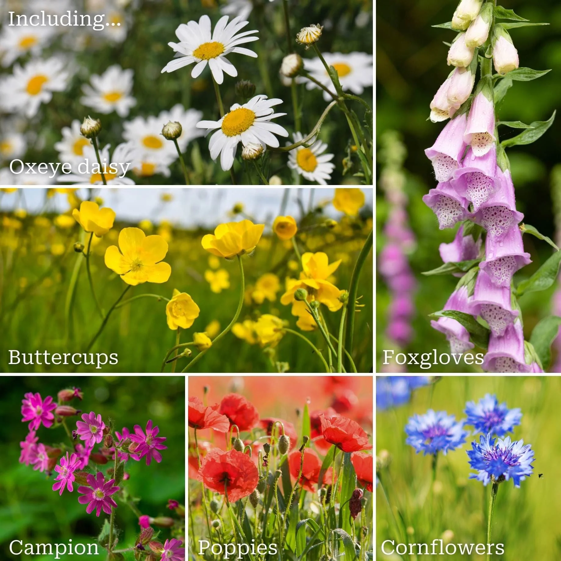 Ultimate Wildflower Meadow Plants Collection - Image 2