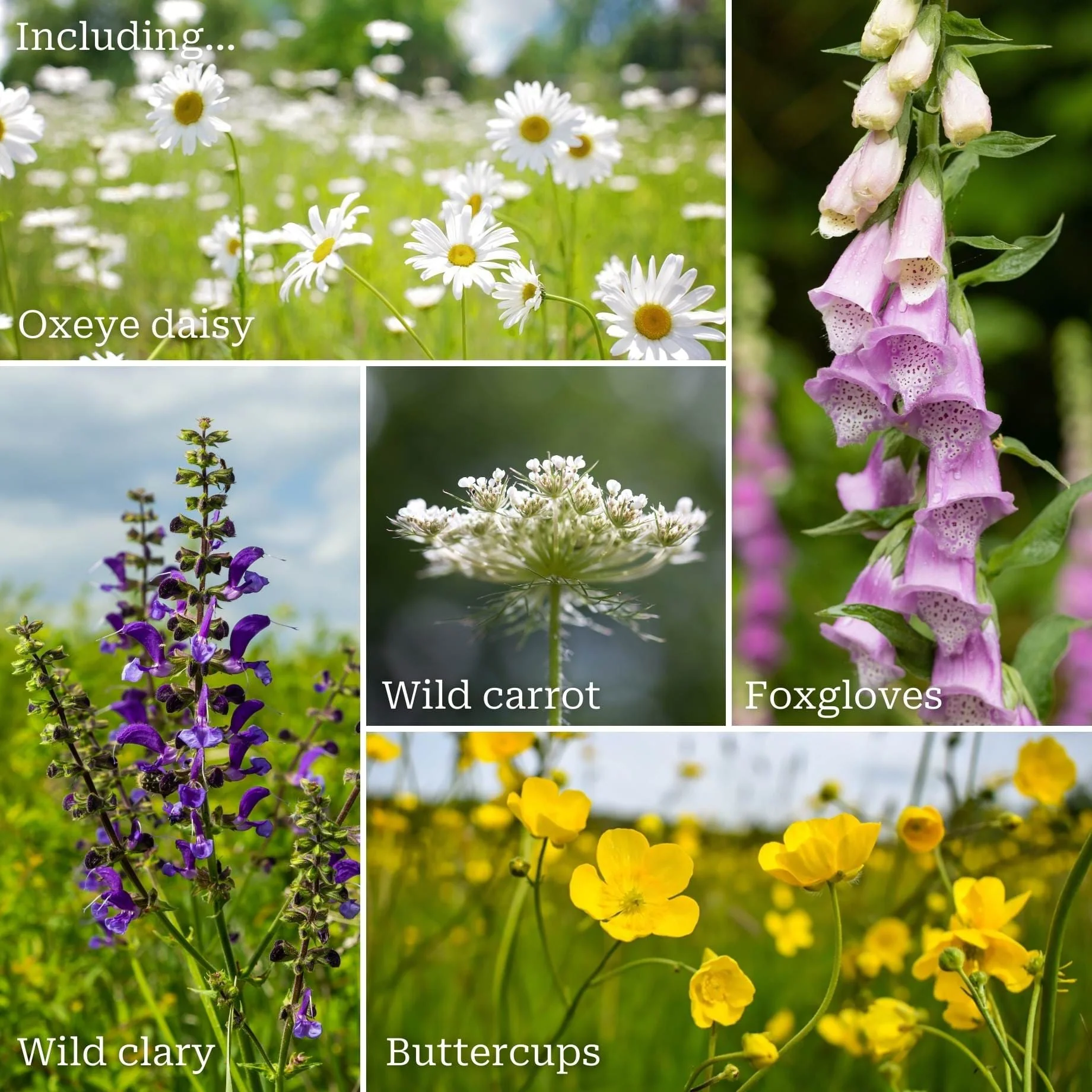 Native British Wildflower Meadow Plants - Image 2