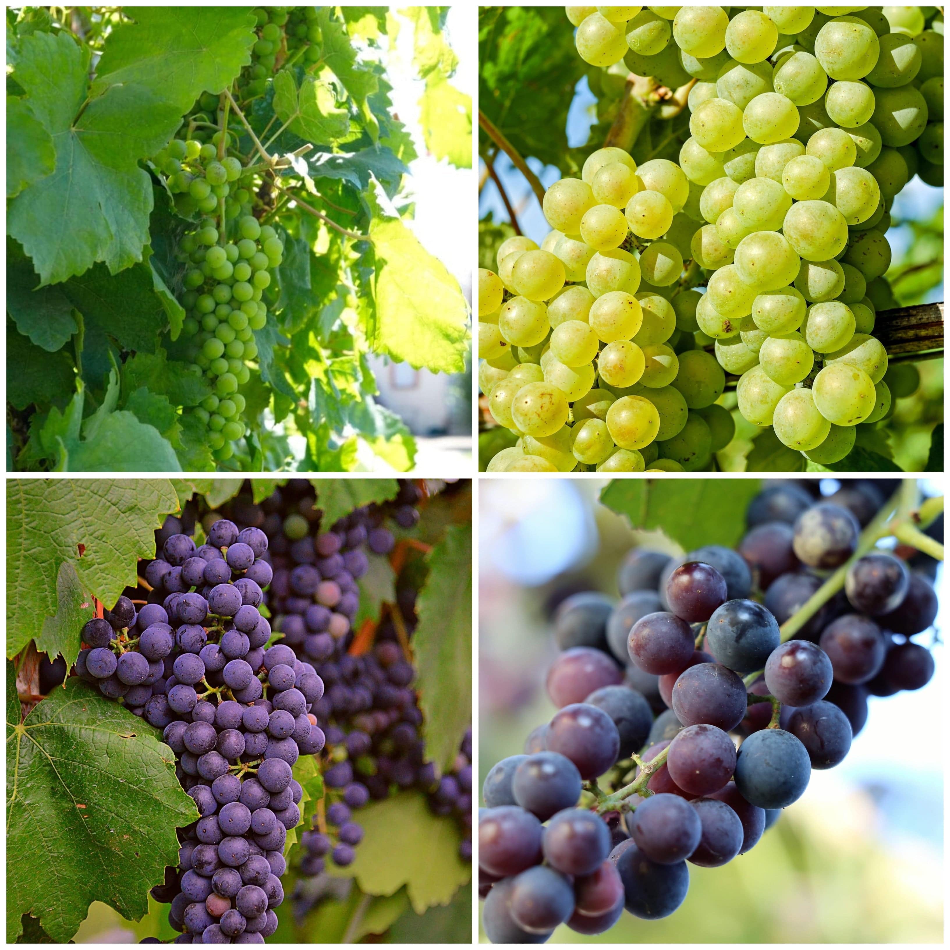 British Winemaking Grape Vines Collection - Image 2