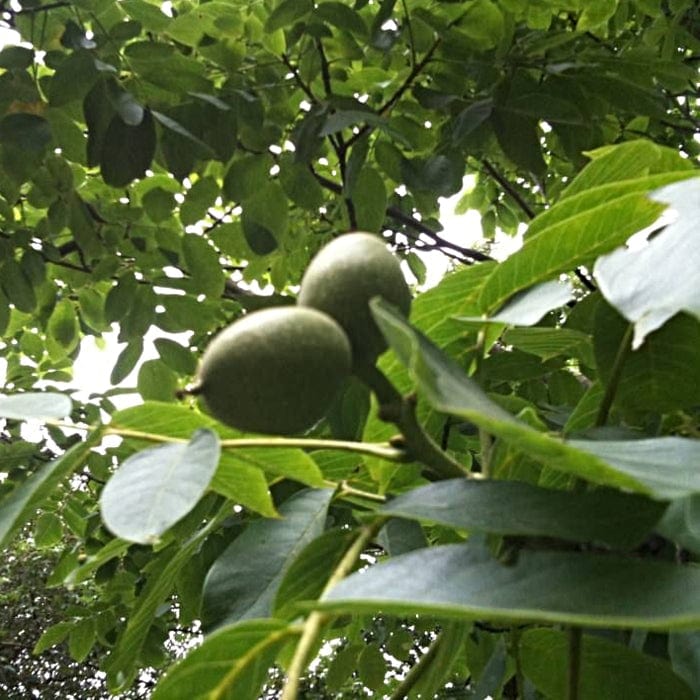 'Broadview' Walnut Tree - Image 5