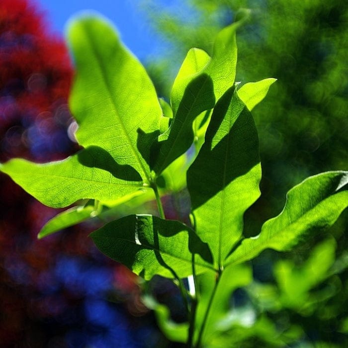 'Broadview' Walnut Tree - Image 6
