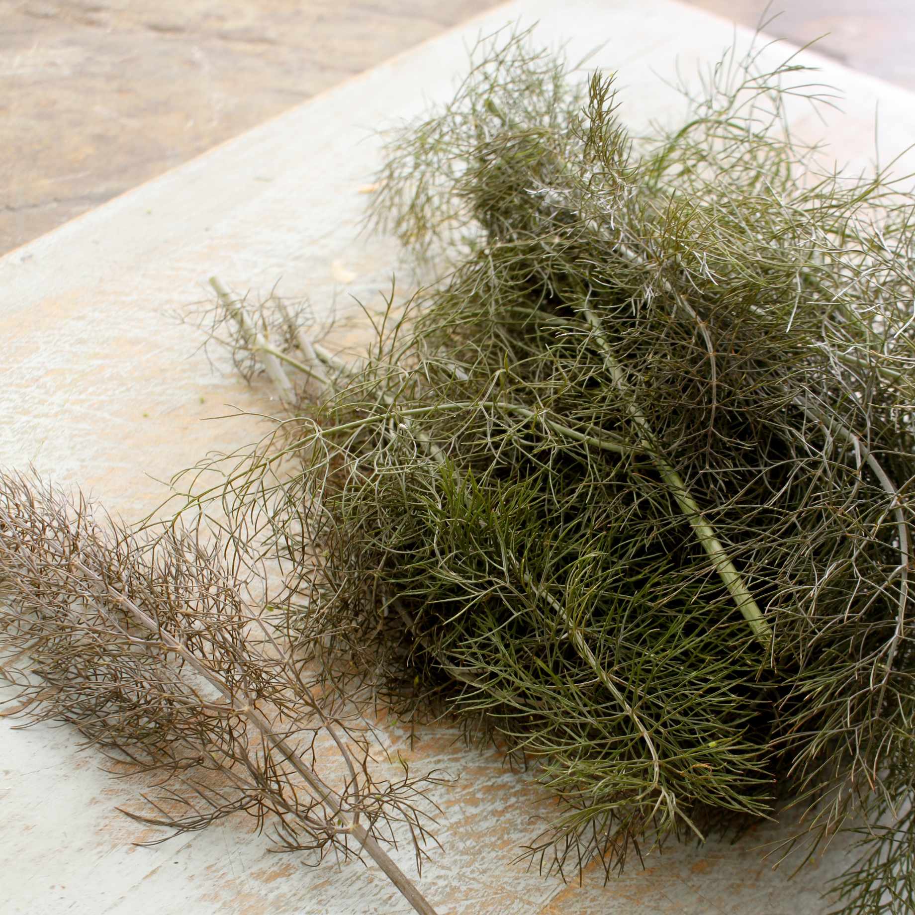 Bronze Fennel Plant - Image 3