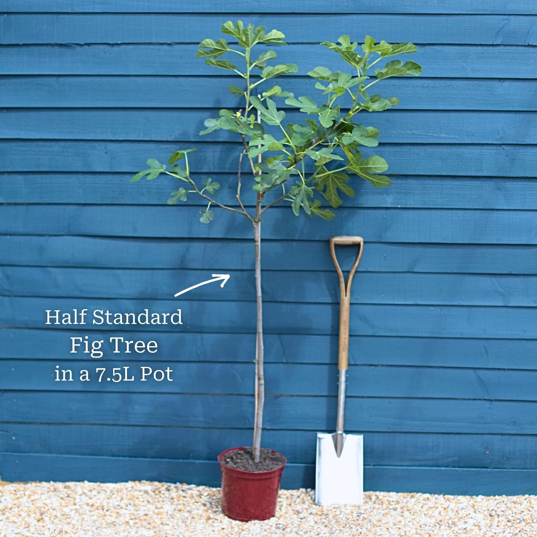 UK Hardy Fig Tree | 'Brown Turkey' - Image 14