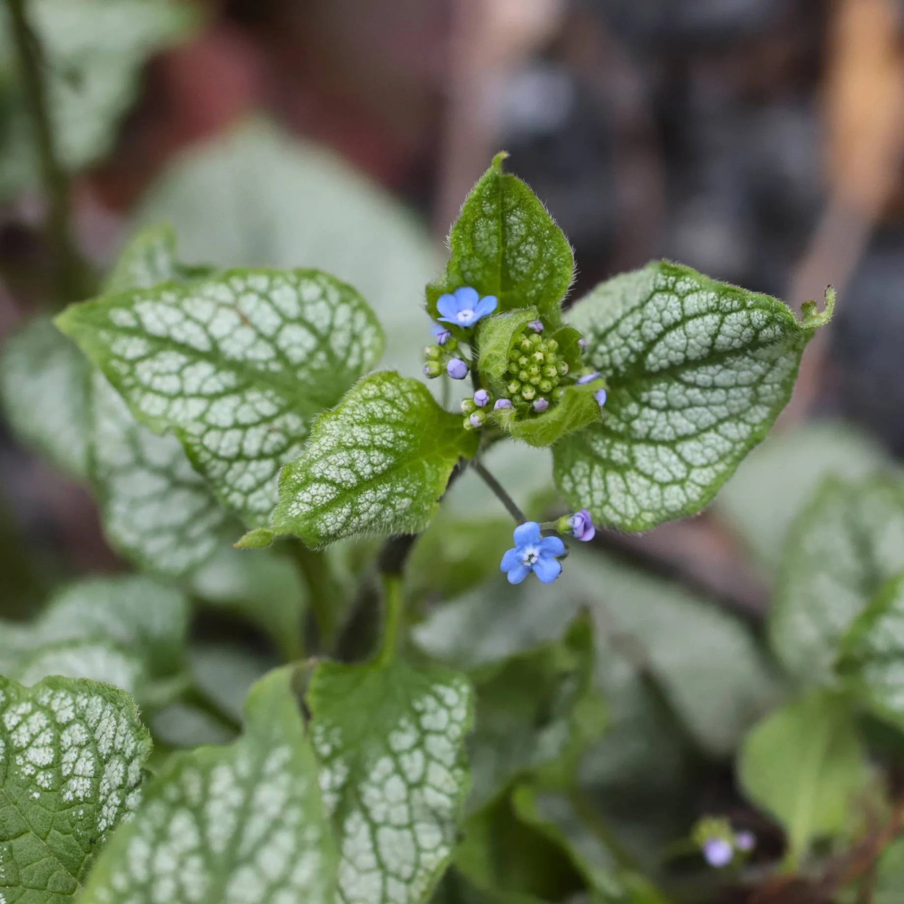 Brunnera 'Jack Frost'