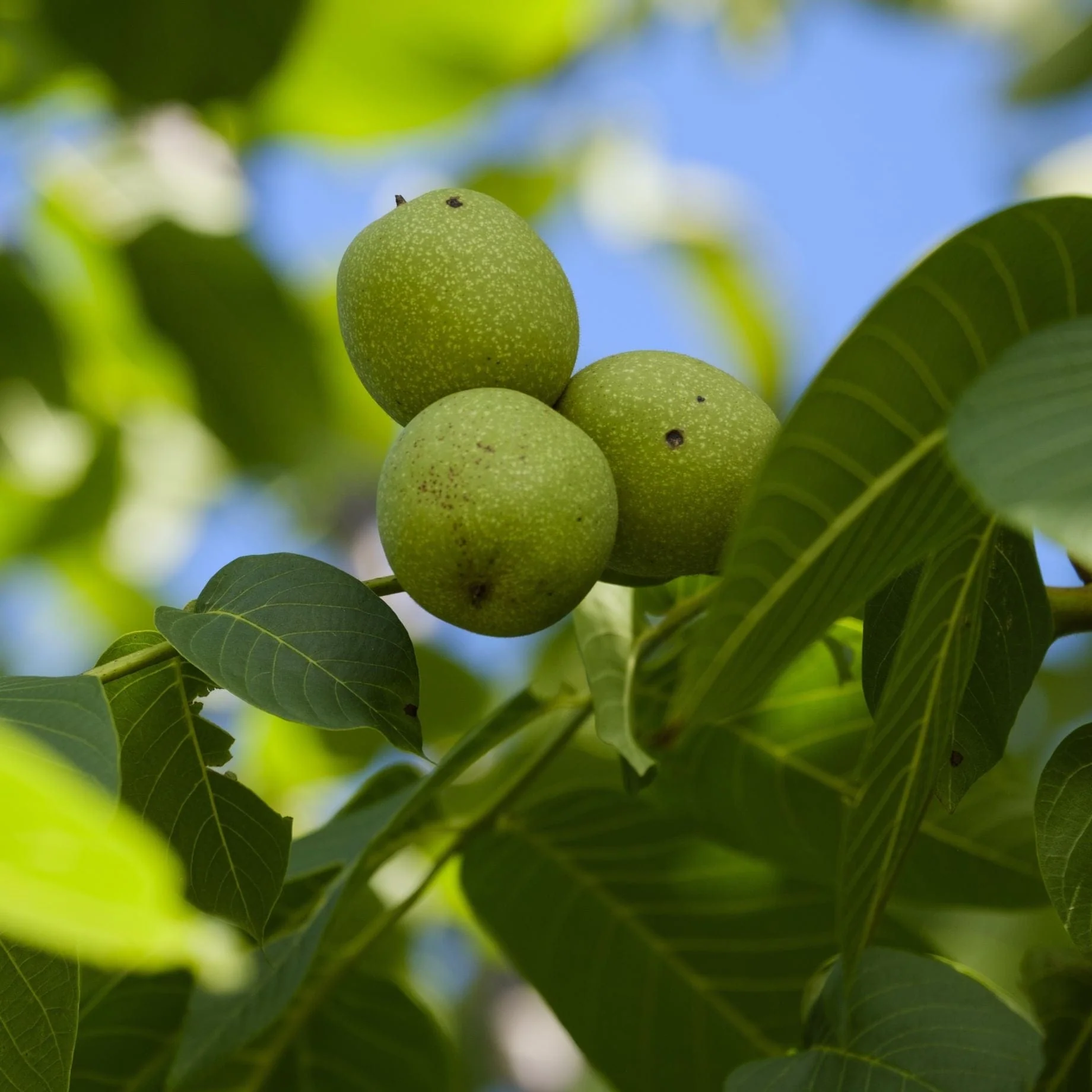 'Buccaneer' Walnut Tree - Image 3